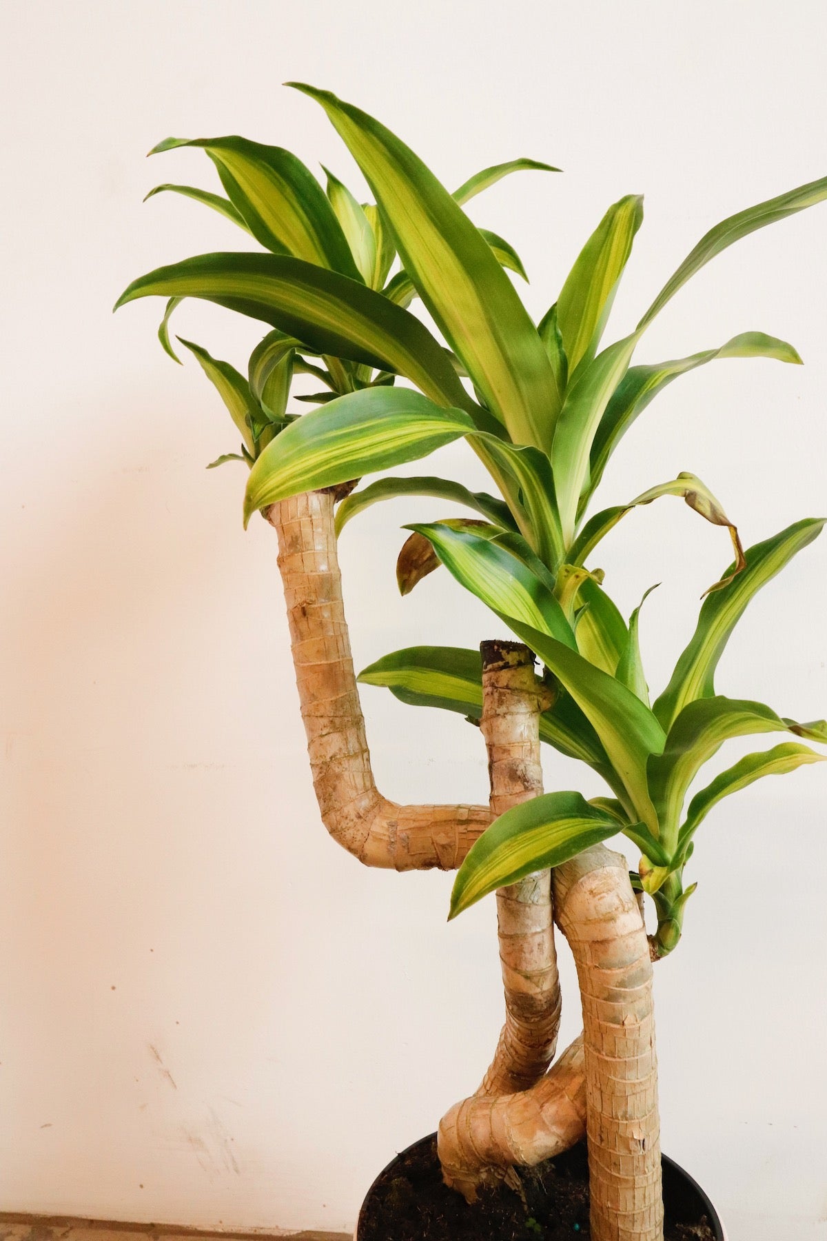 dracaena massangeana low light Dracaena