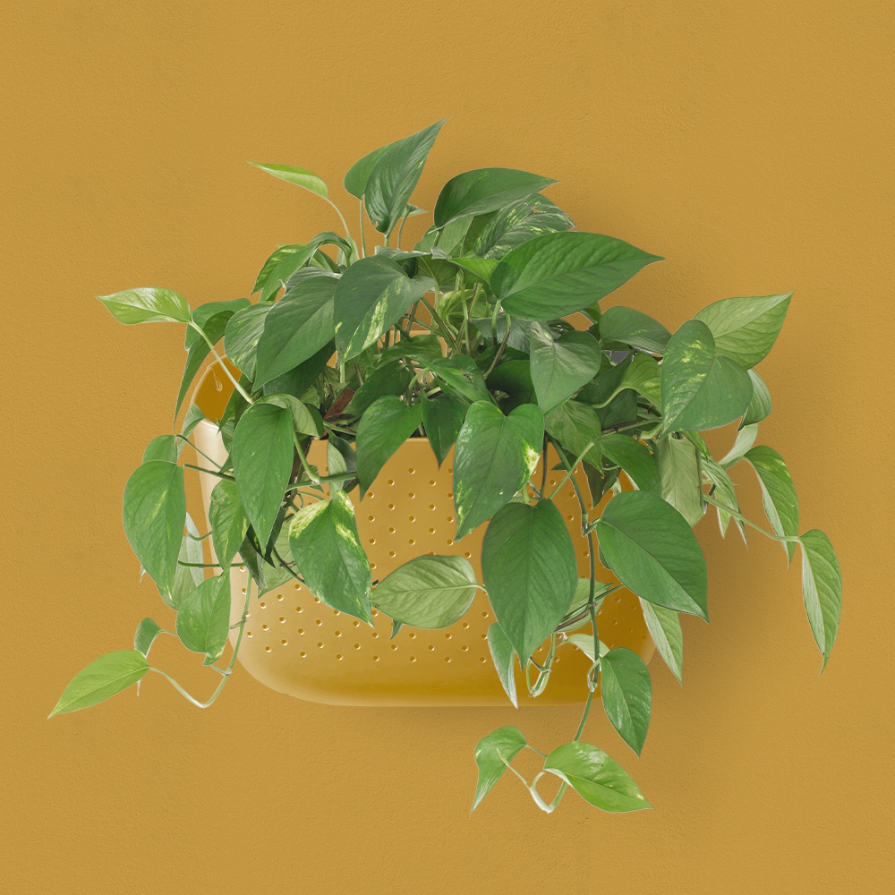 Wally Eco Planter