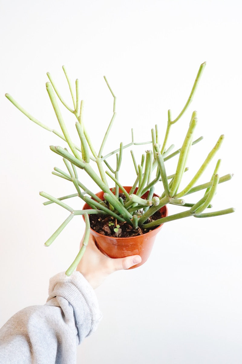 pencil cactus sap on skin Pencil Cactus – Art Terrarium