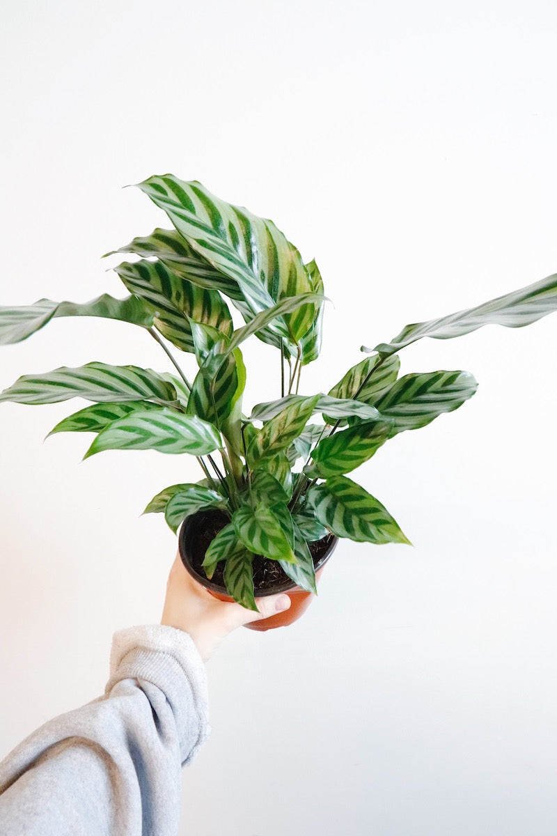 Calathea Exotica