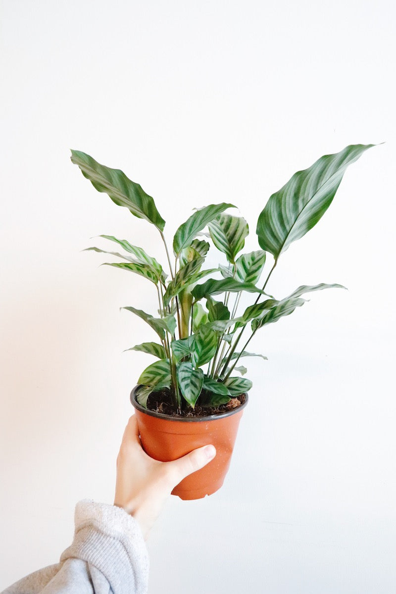 Calathea Exotica