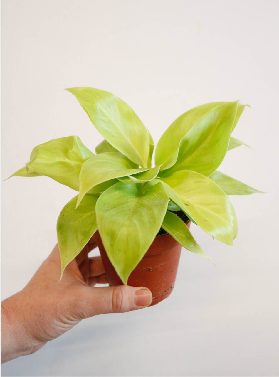 philodendron rush Philodendron Rush