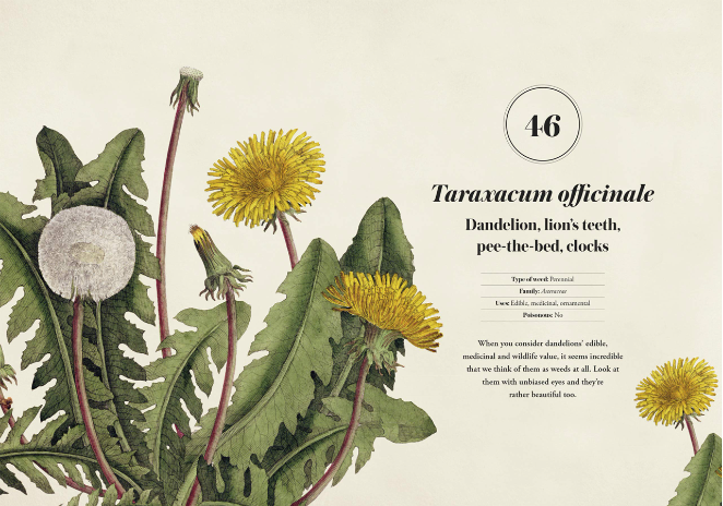 Weeds: The Beauty and Uses of 50 Vagabond Plants