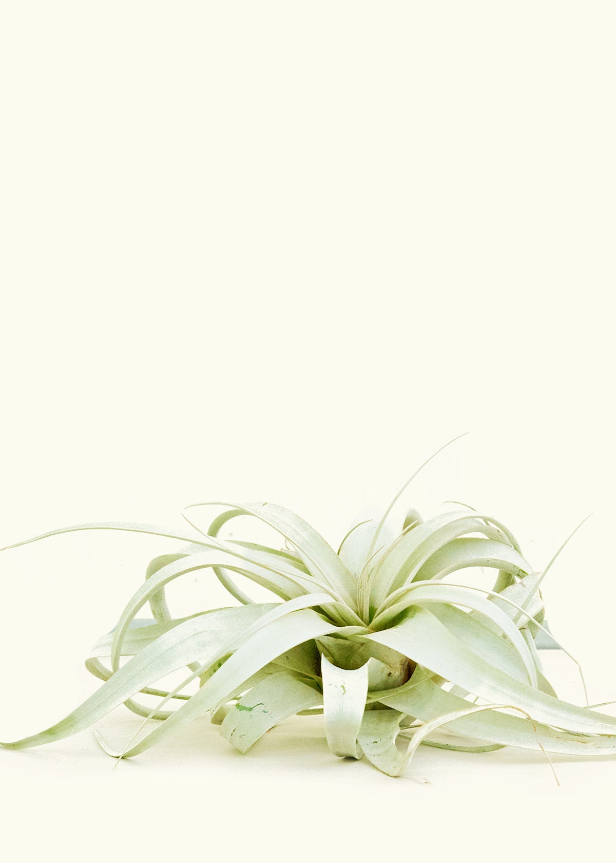 Tillandsia Xerographica, Extra Large (Nationwide Shipping)