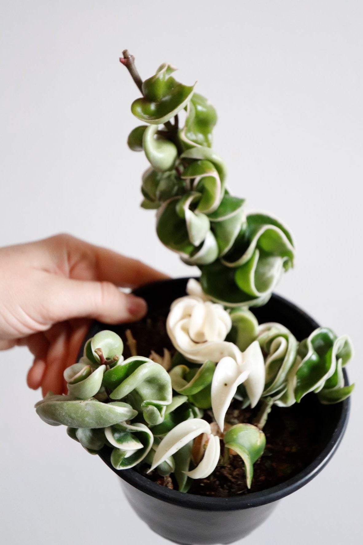 Hoya Compacta Variegated