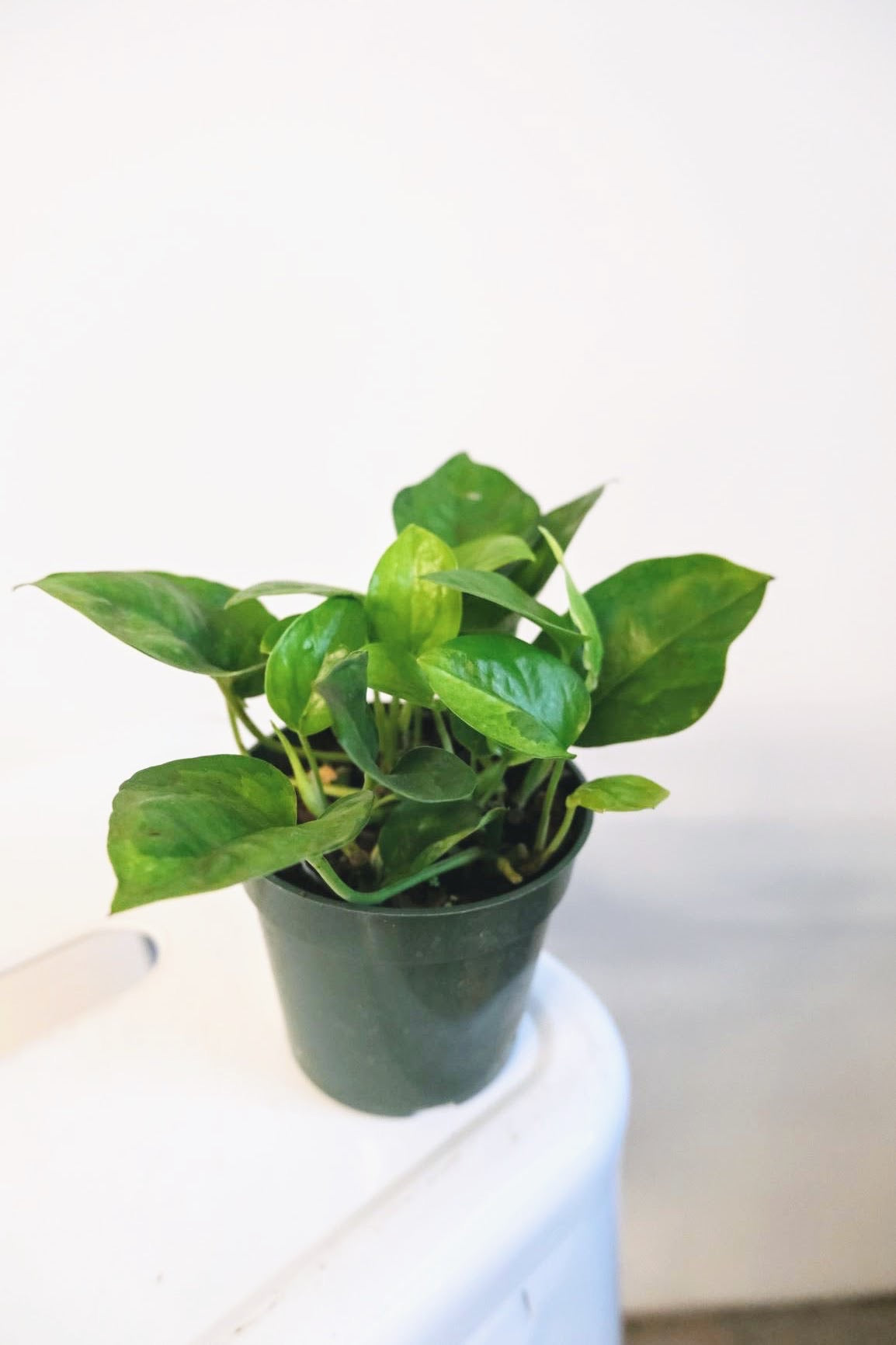 Emerald Pothos (Rare)