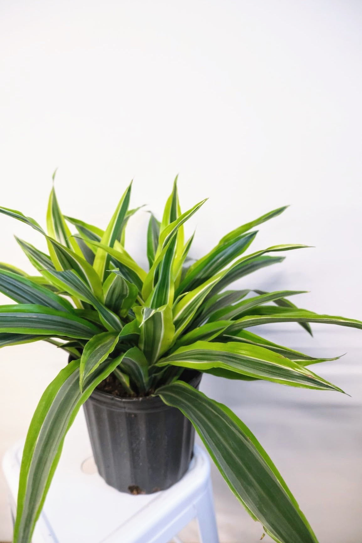 dracaena marginata bicolor lemon lime warneckei Dracaena