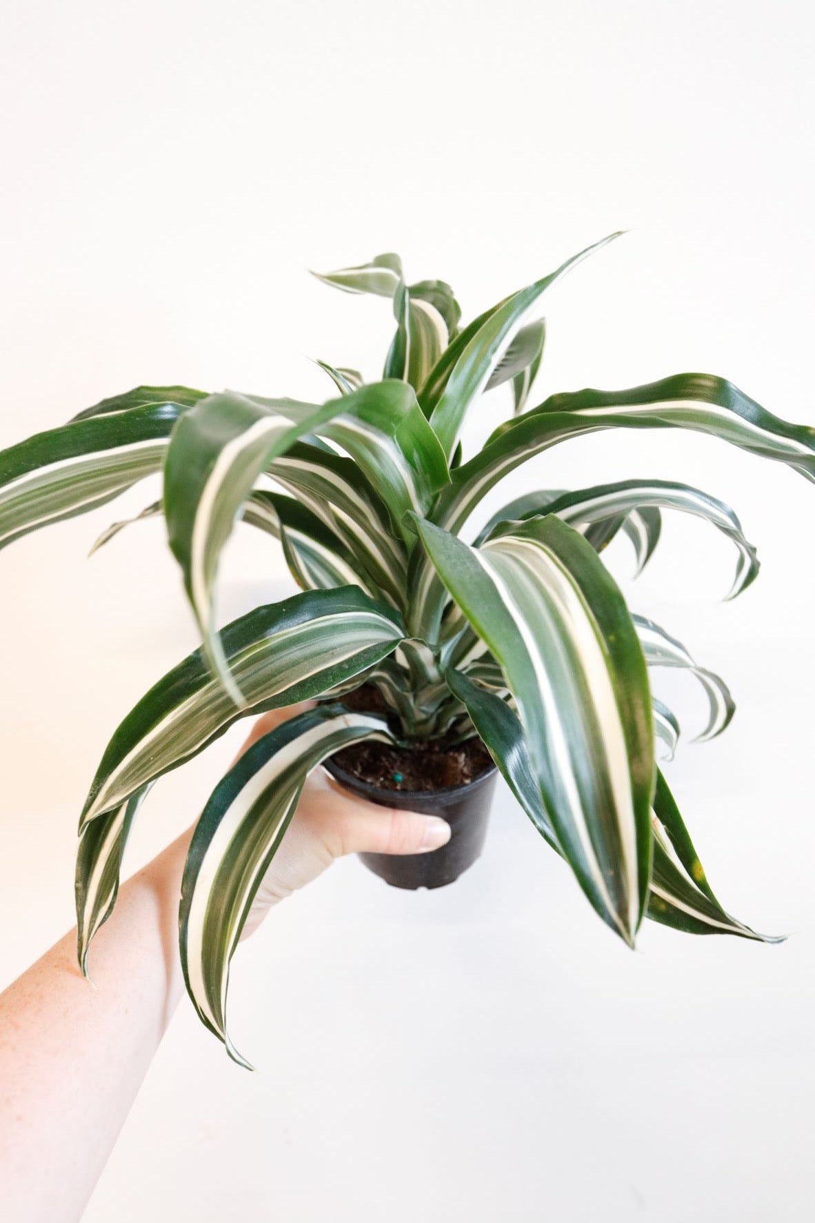 dracaena terrarium Dracaena Dragon – Art Terrarium