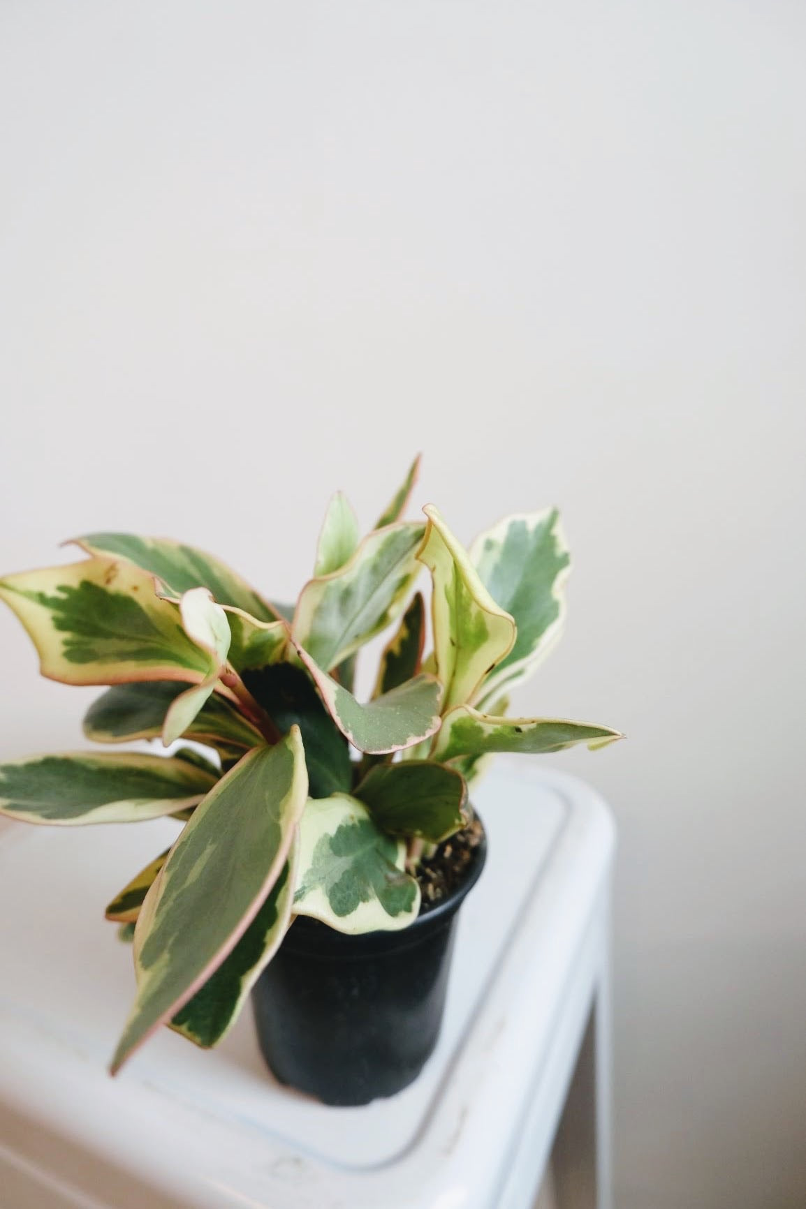 Peperomia Jelly (Clusiifolia)