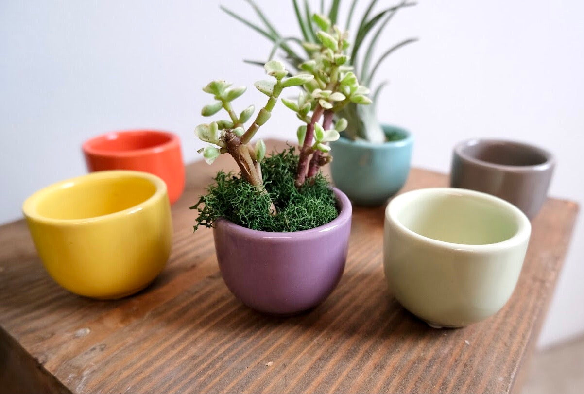 Mini Succulent Cup