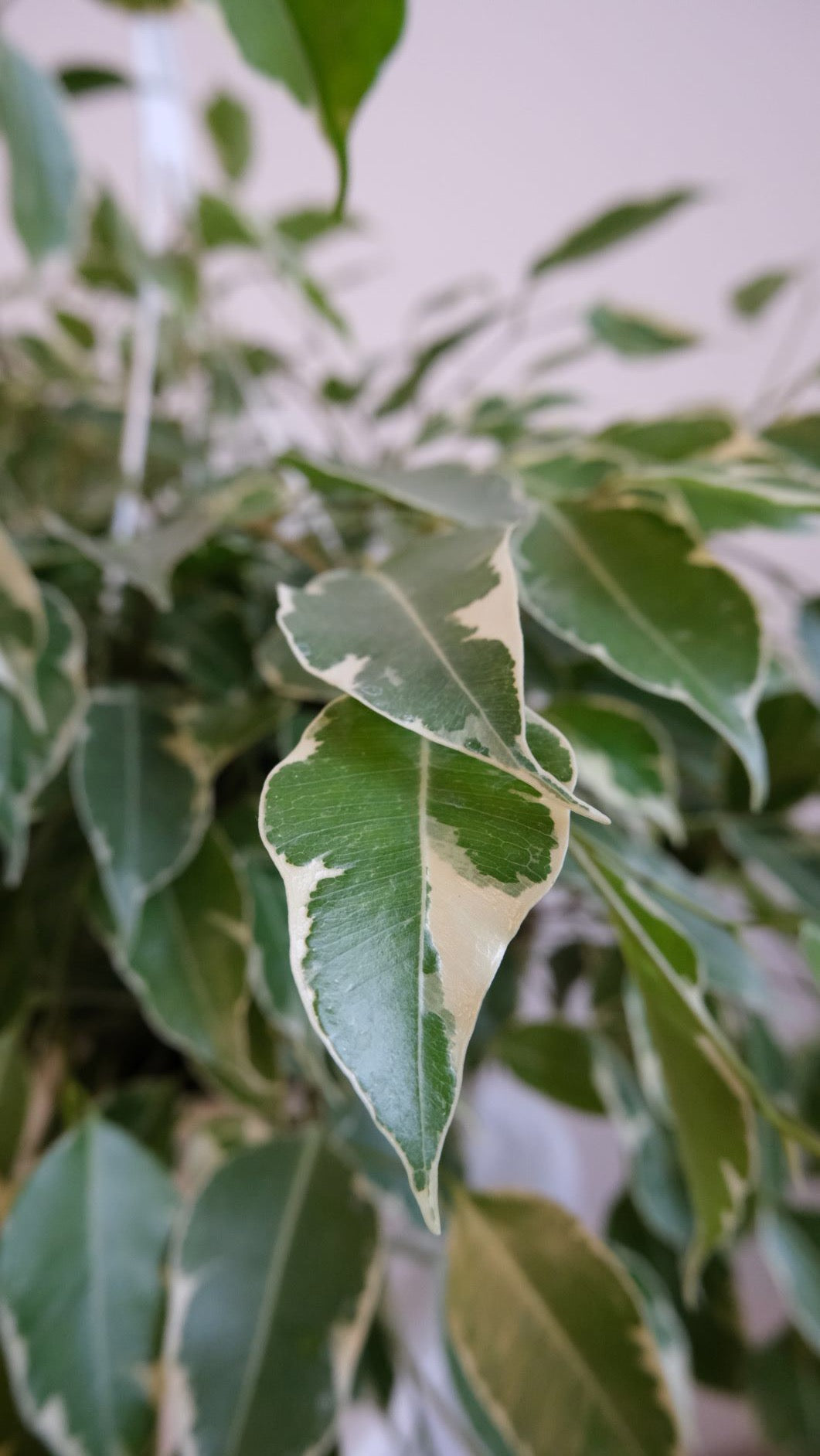 Ficus Starlight (Variegated Weeping Fig)
