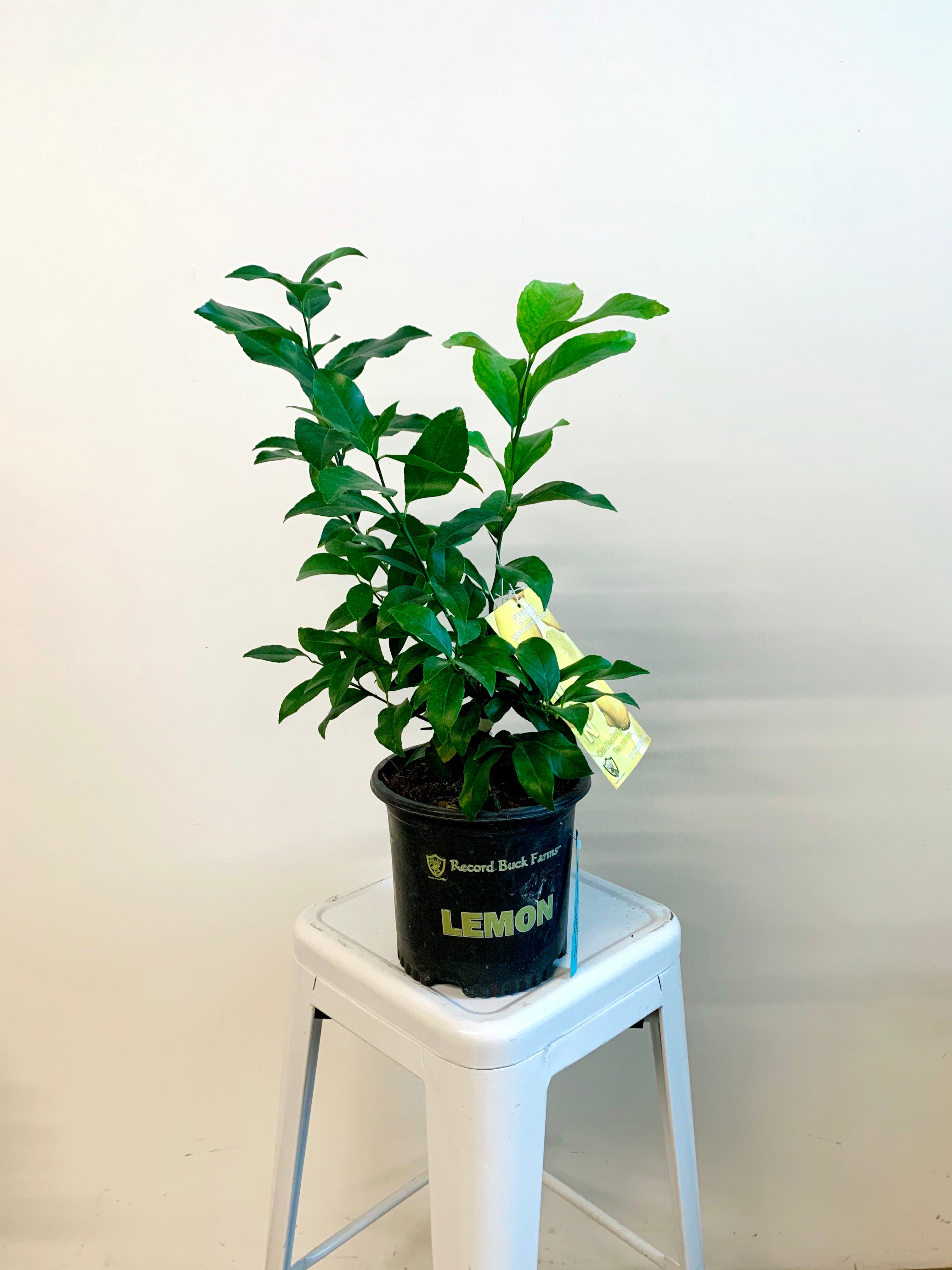 Citrus Trees
