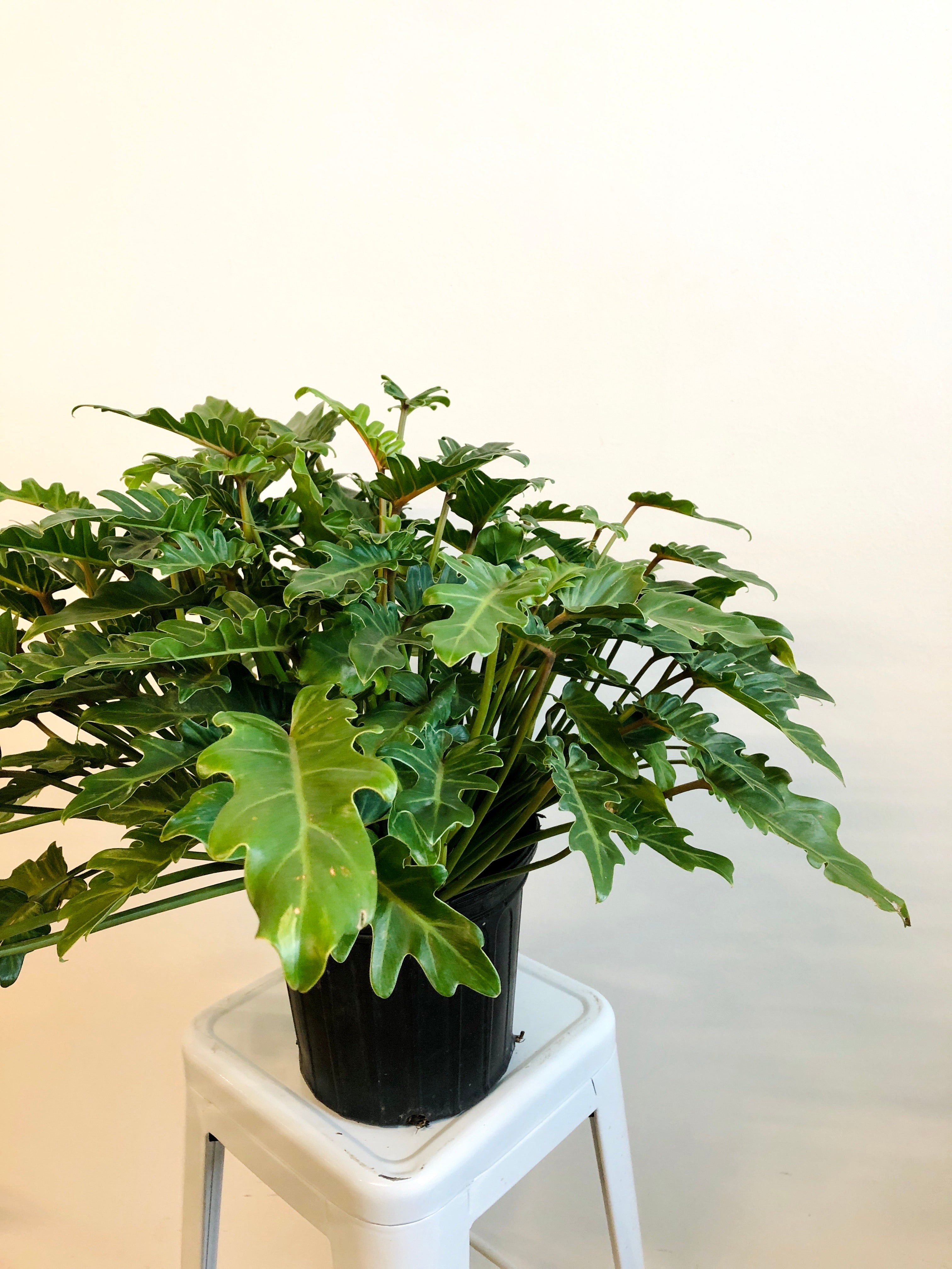 Decorum Philodendron - Plante d'intérieur - Xanadu Feel Green