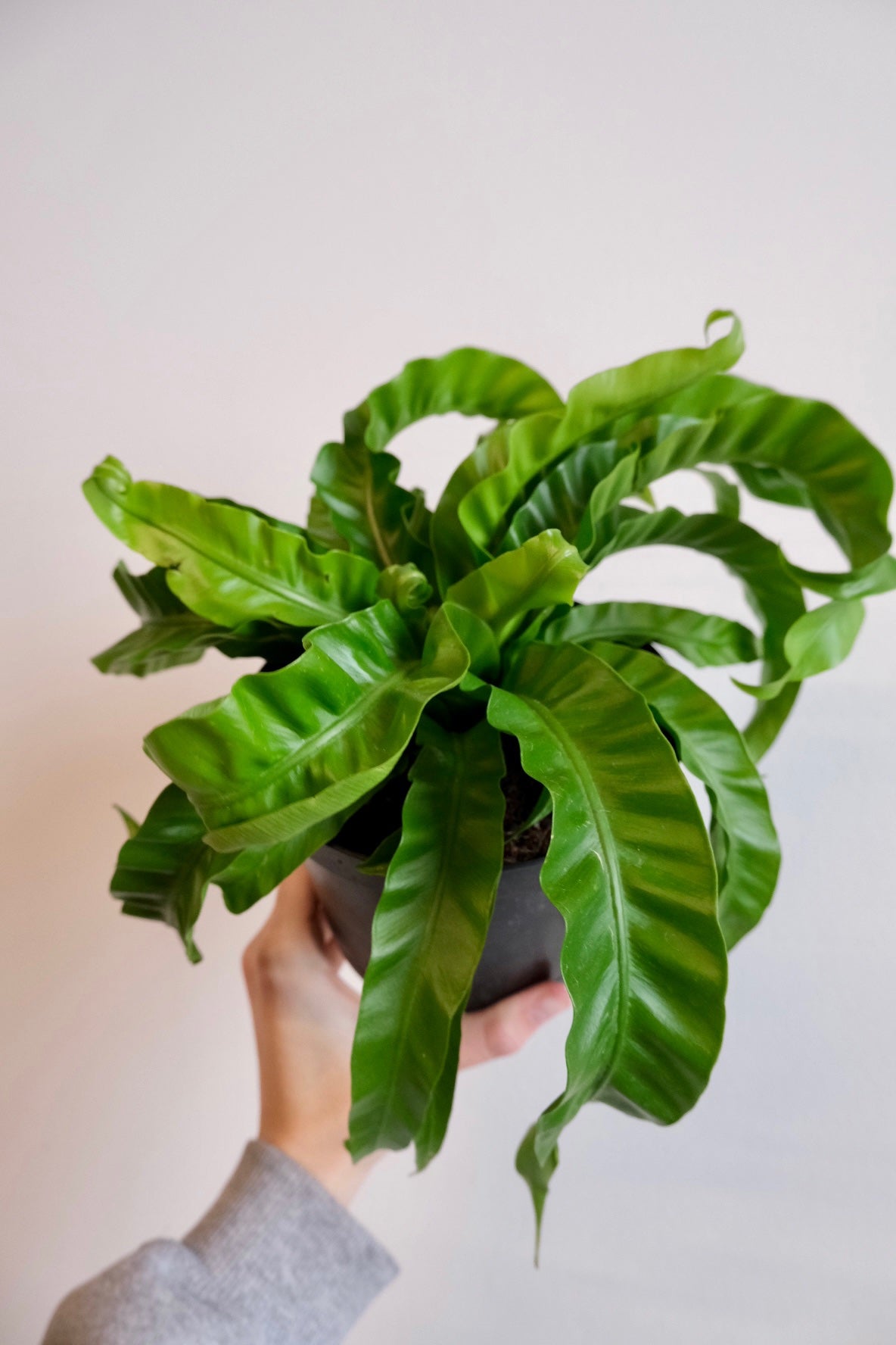 birdsnest philodendron Birdsnest Fern – Art Terrarium