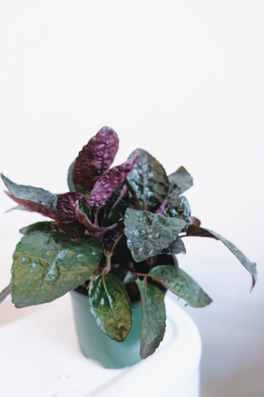 indoor purple waffle plant Purple Waffle Plant – Art Terrarium
