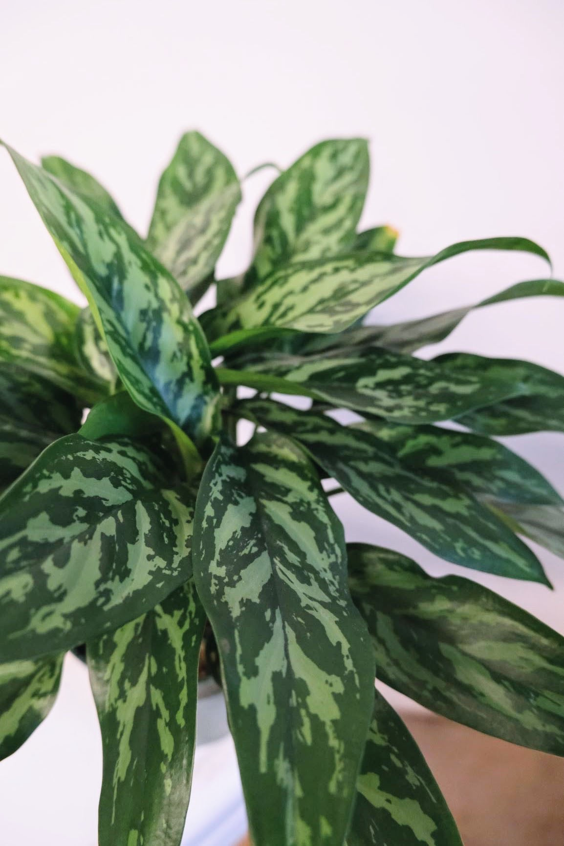 Aglaonema - Maria