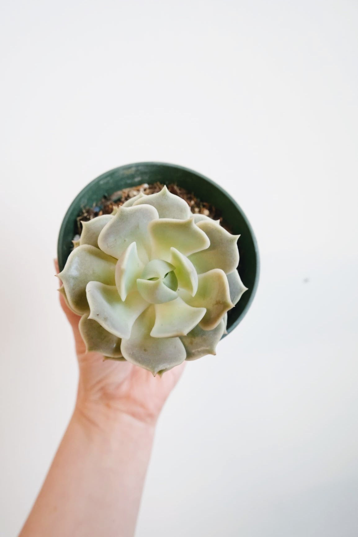 Ghost Echeveria (Echeveria lilacina)