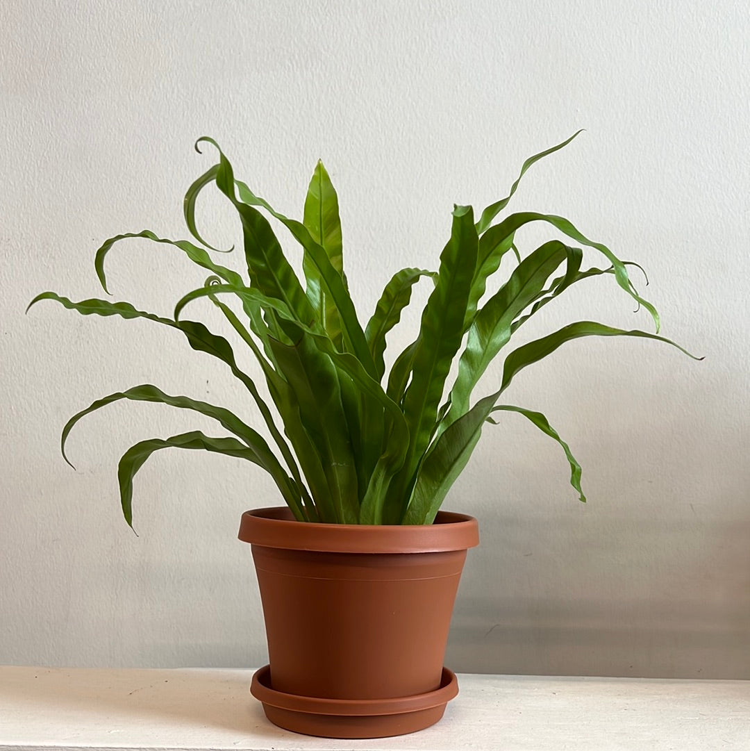 Terra Cotta Plastic Planter