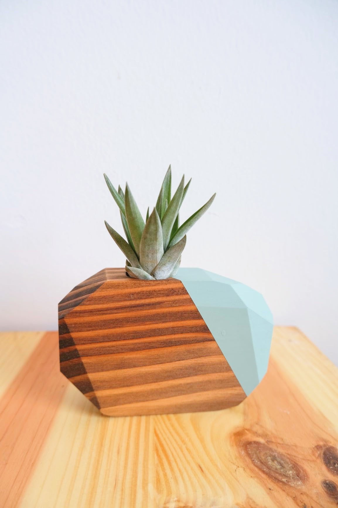 Wooden Geo Air Plant Holder (Plant Included)