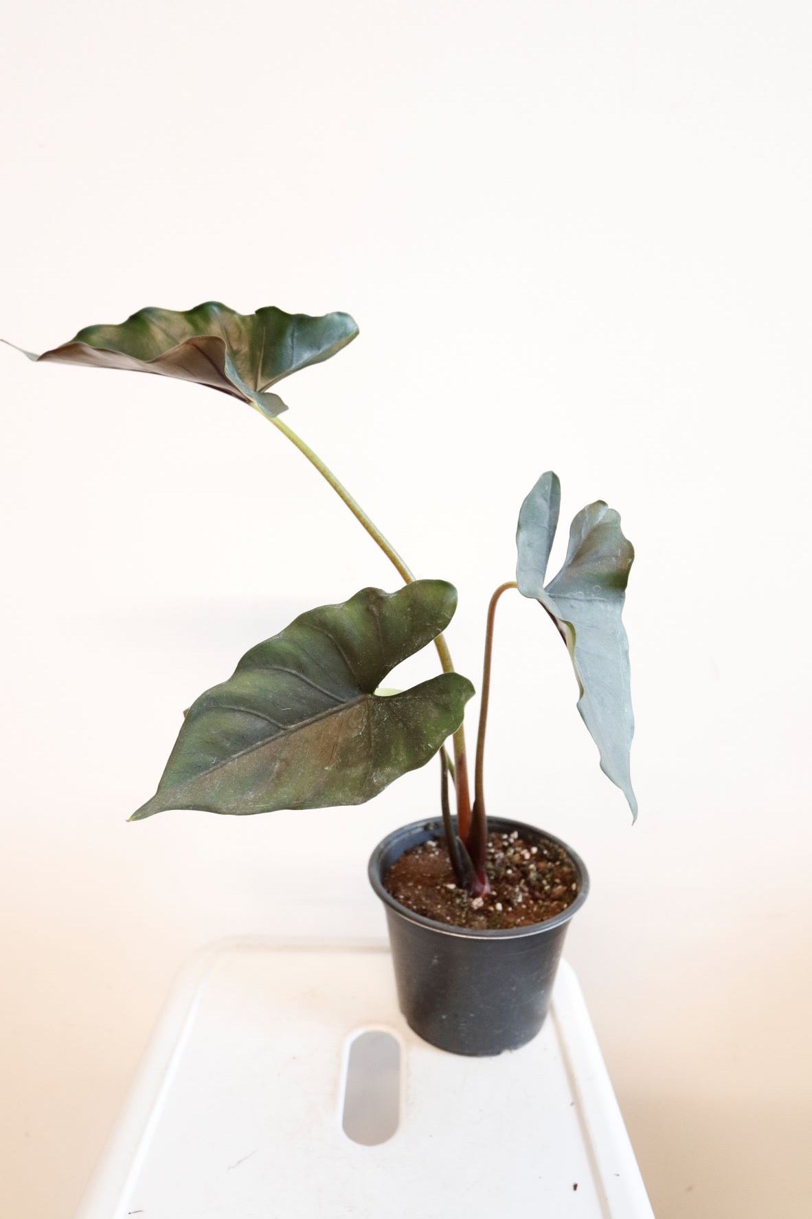 Alocasia 'Purple Cloak' (Alocasia princeps)