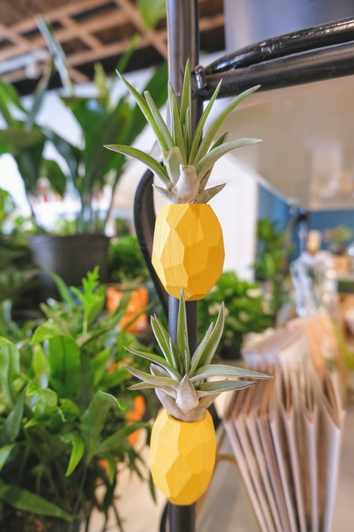 Pineapple Air Plant Magnets (Plant Included)