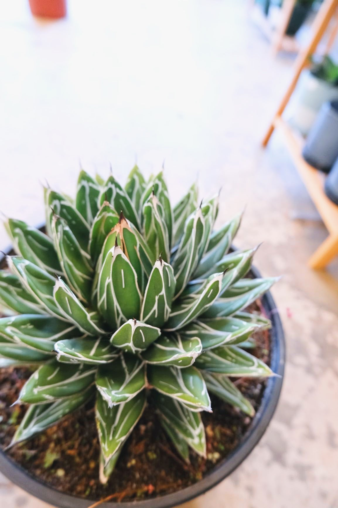 Agave 'Victorian Porcupine'