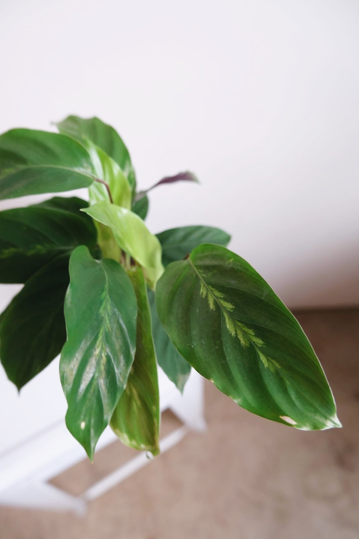 Calathea Maui Queen