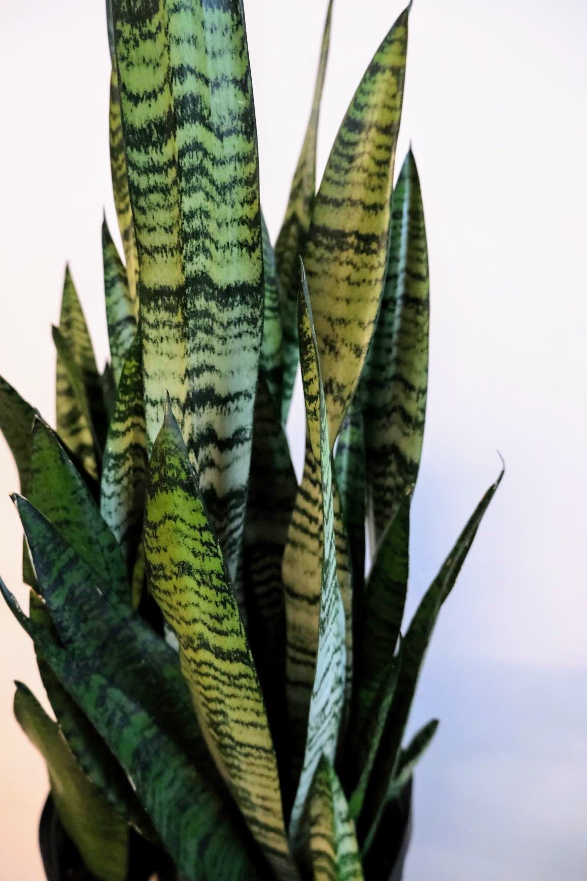 Sansevieria Zeylanica