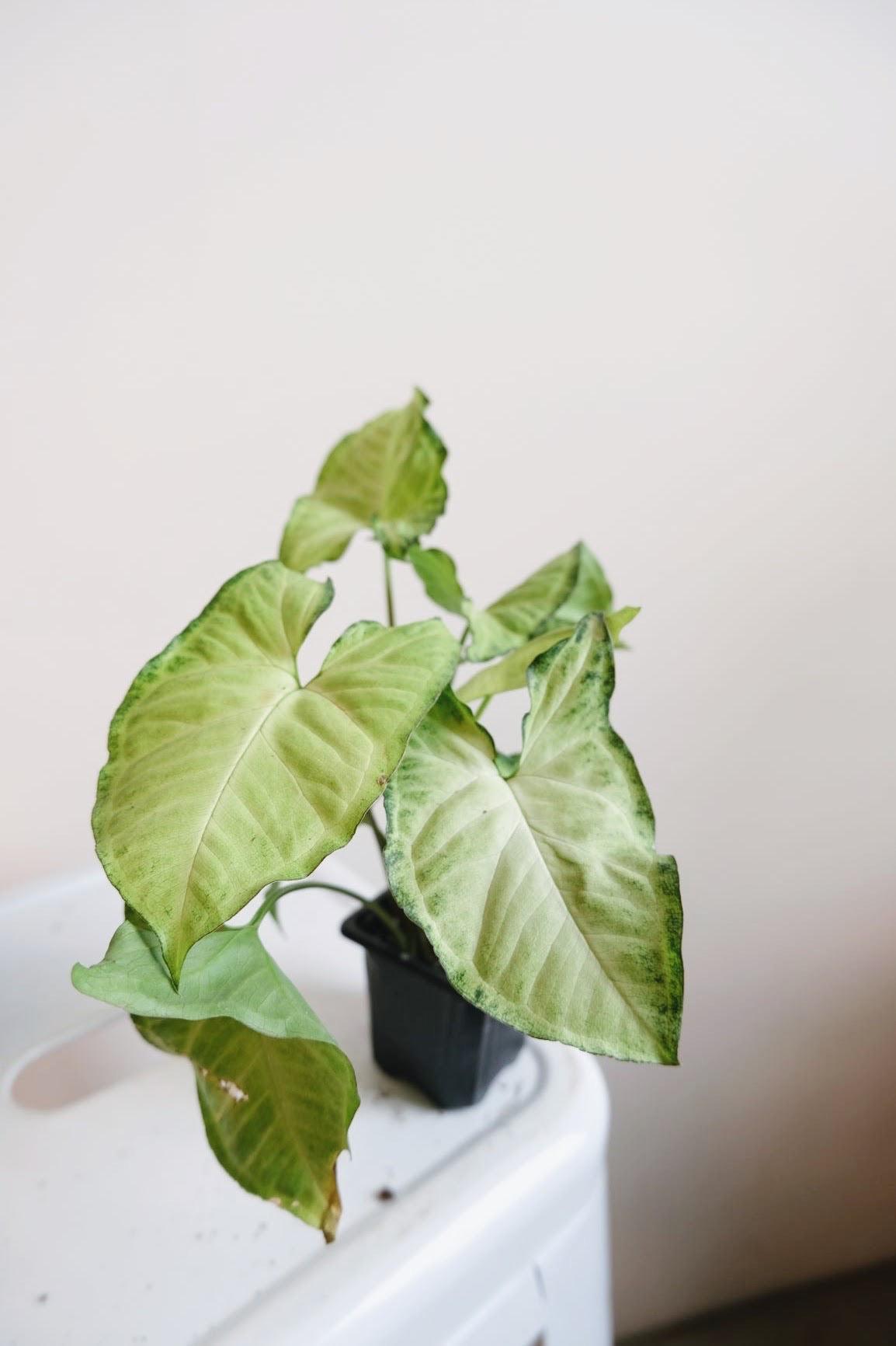 3" Plants - Assorted