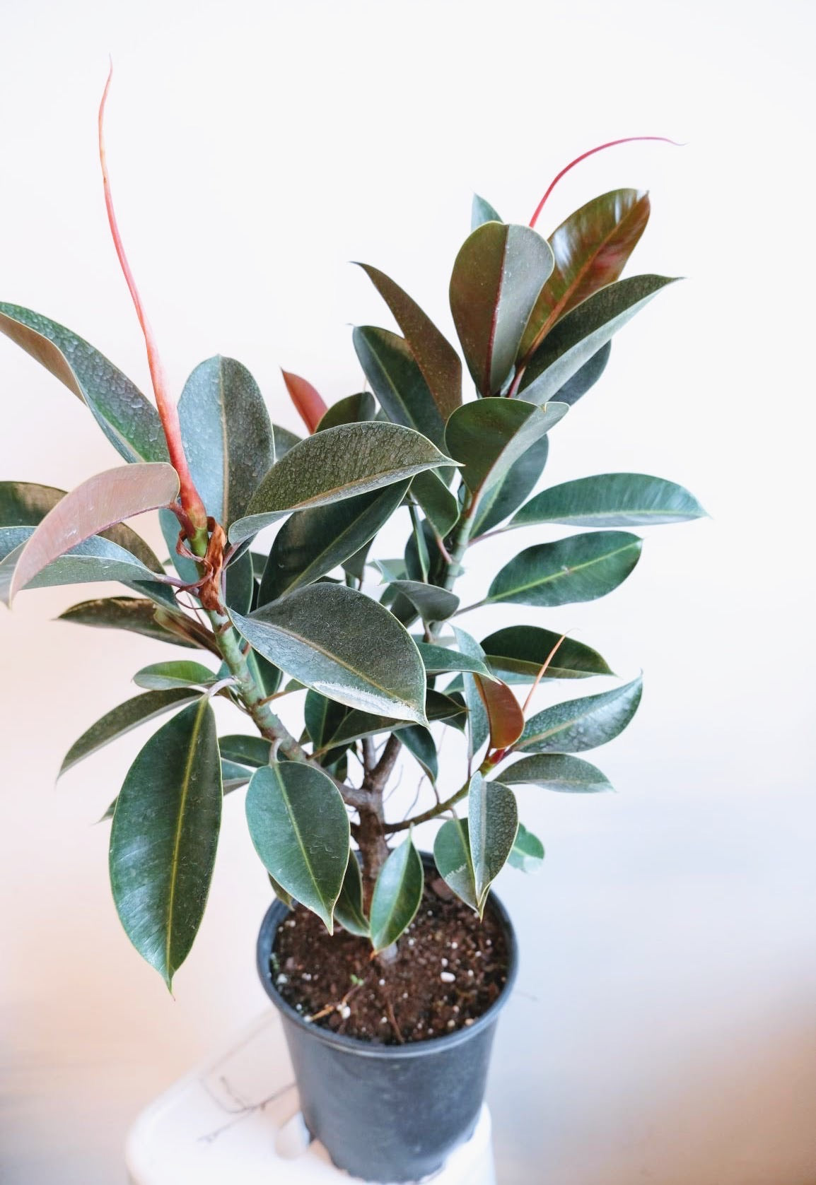 Ficus - Melany