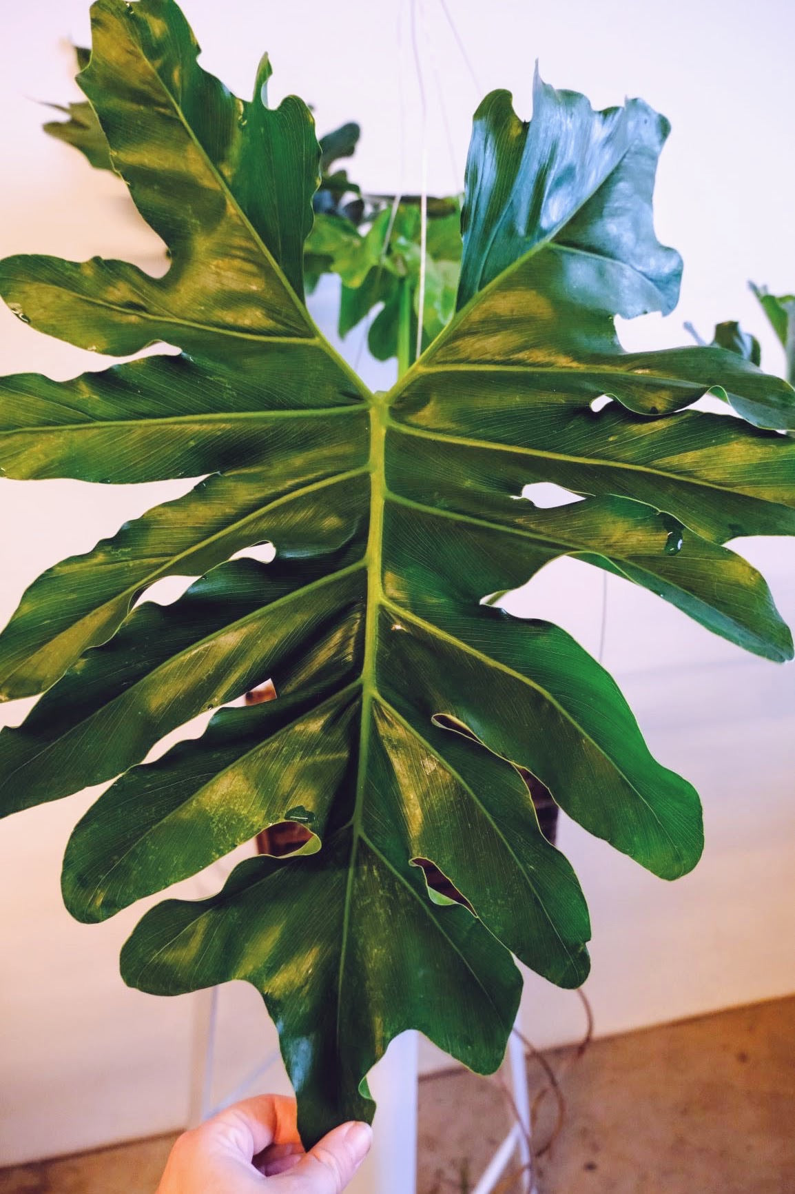 Philodendron Revolutions