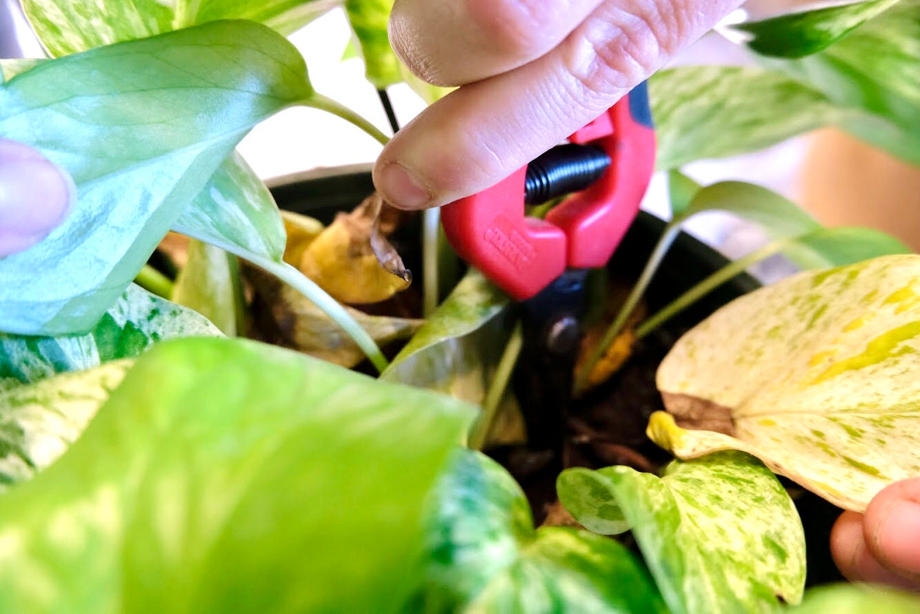 Pruning Shears
