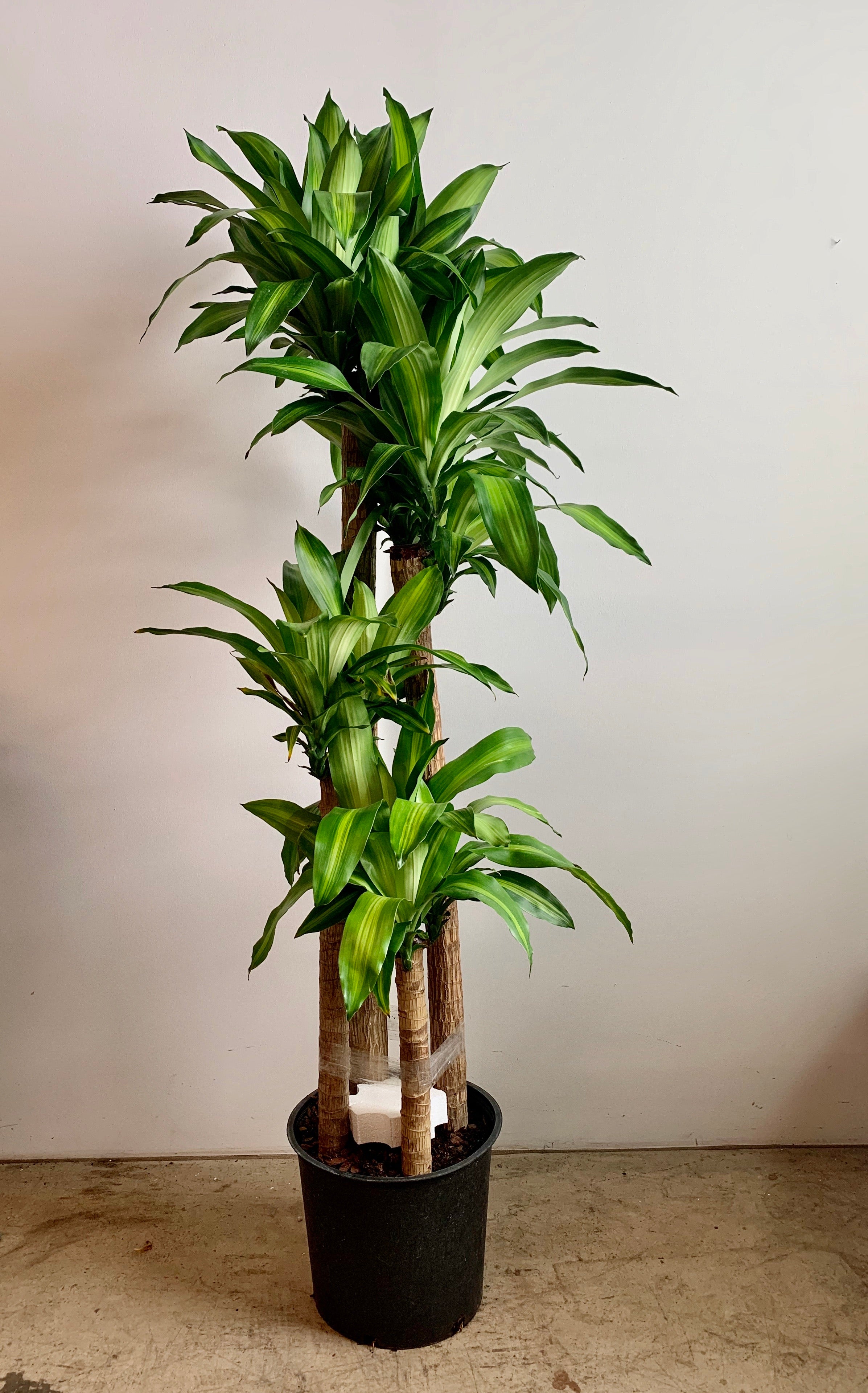 dracaena massangeana cura Dracaena