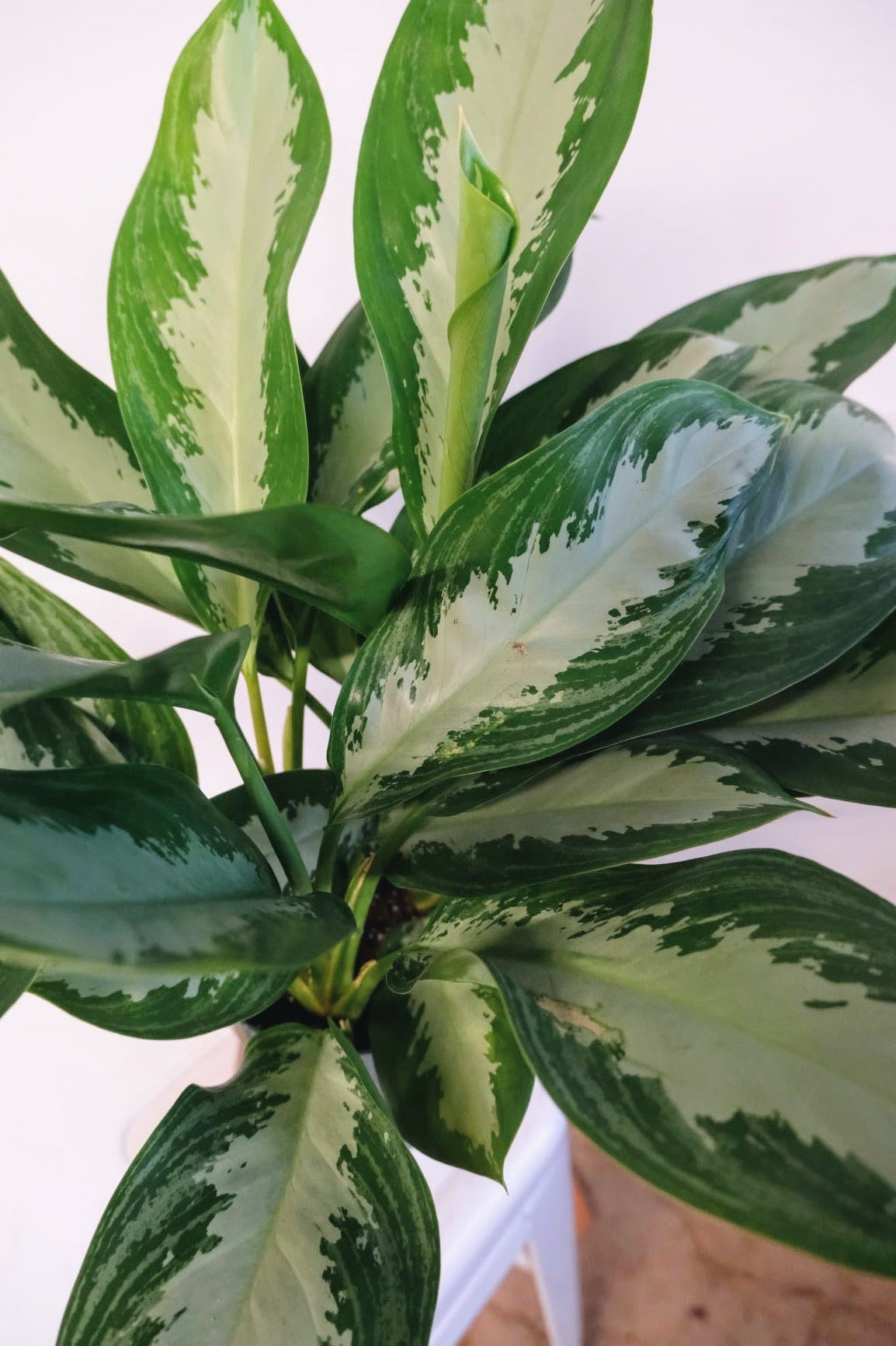 Aglaonema - Silver Queen