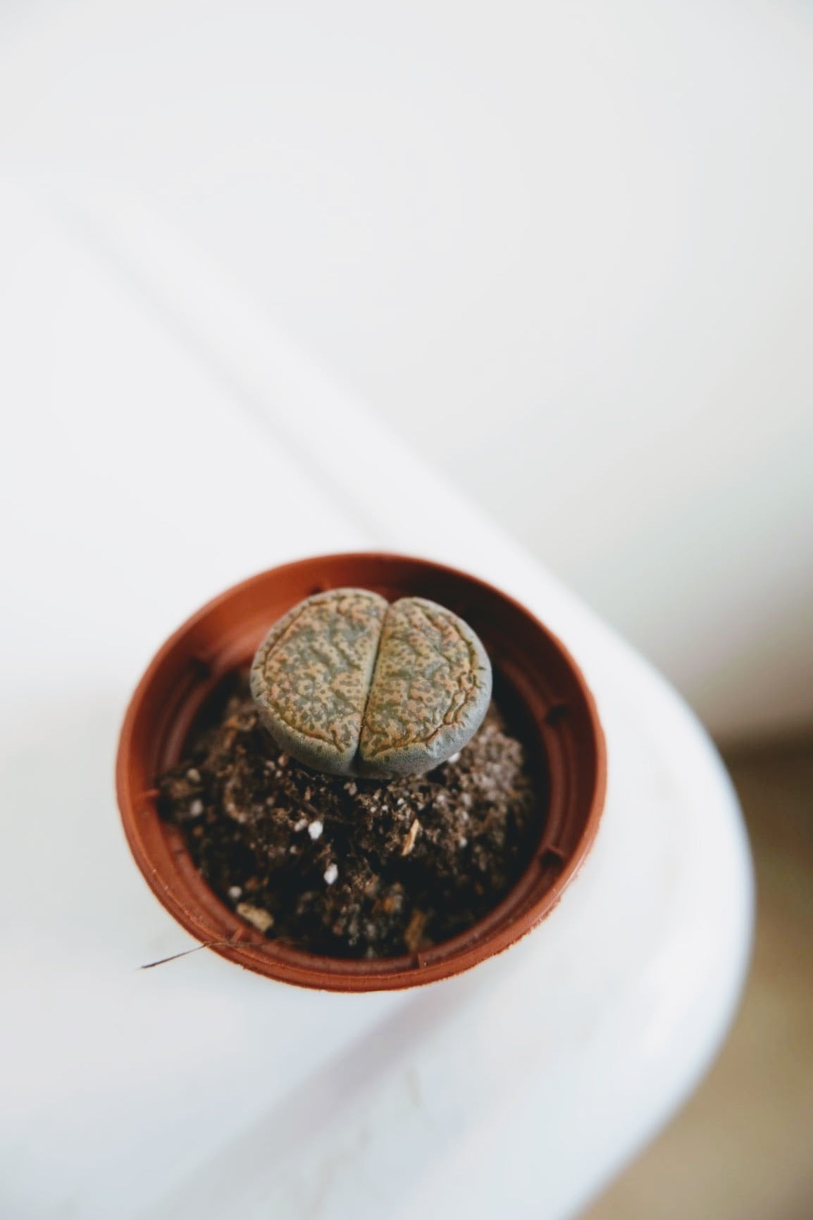 Lithops (Living Stone)