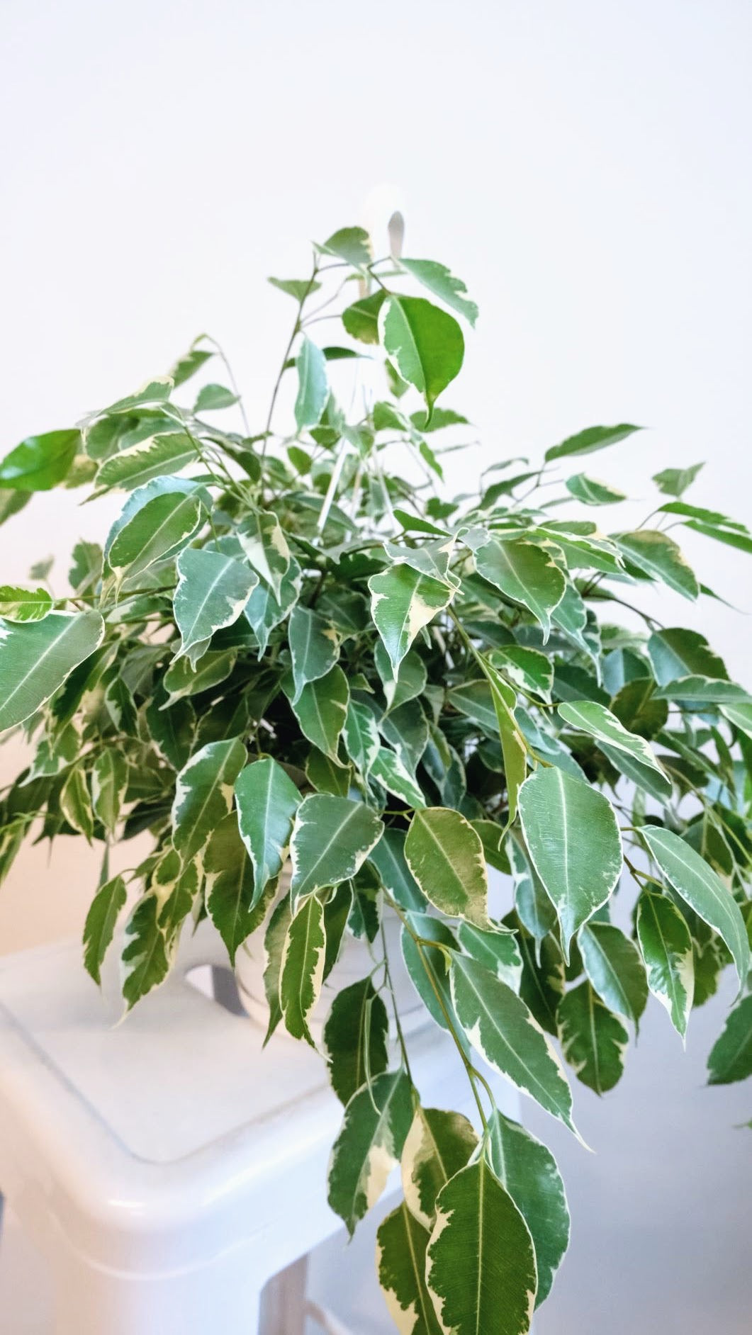 Ficus Starlight (Variegated Weeping Fig)