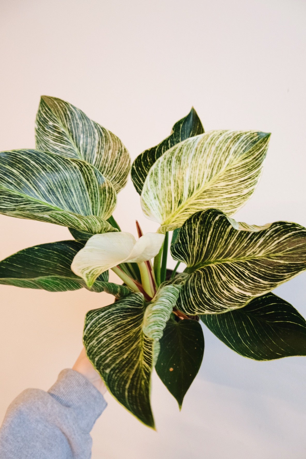 Philodendron Birkin