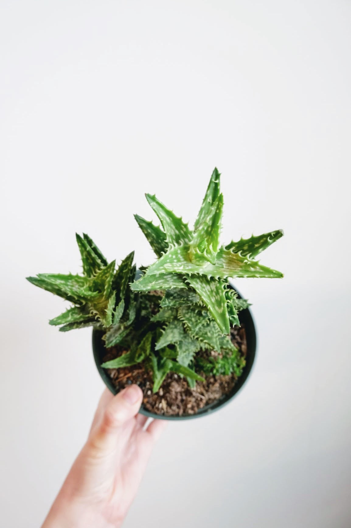 Tiger Tooth Aloe (Aloe Juvenna)