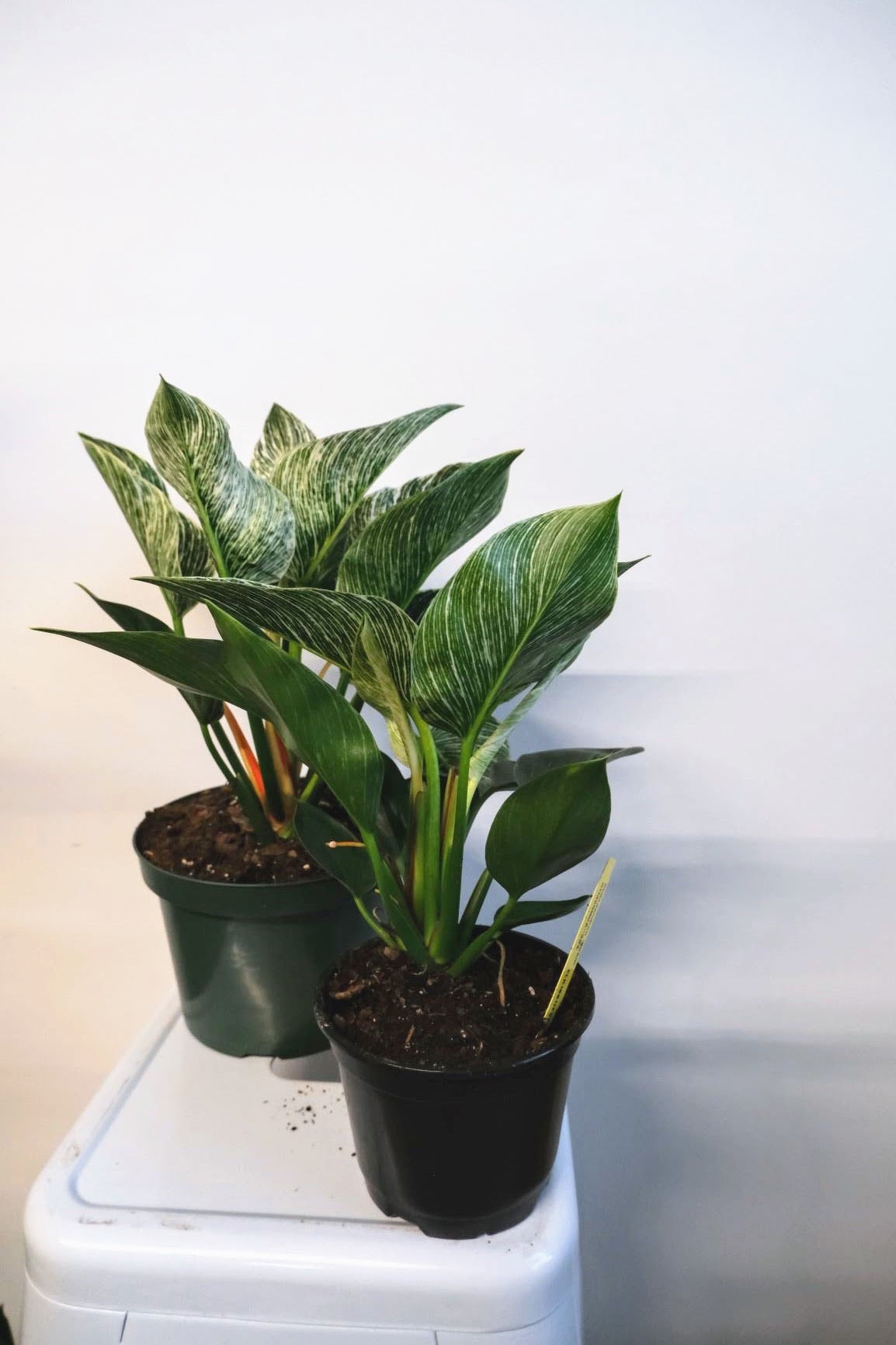 Philodendron Birkin