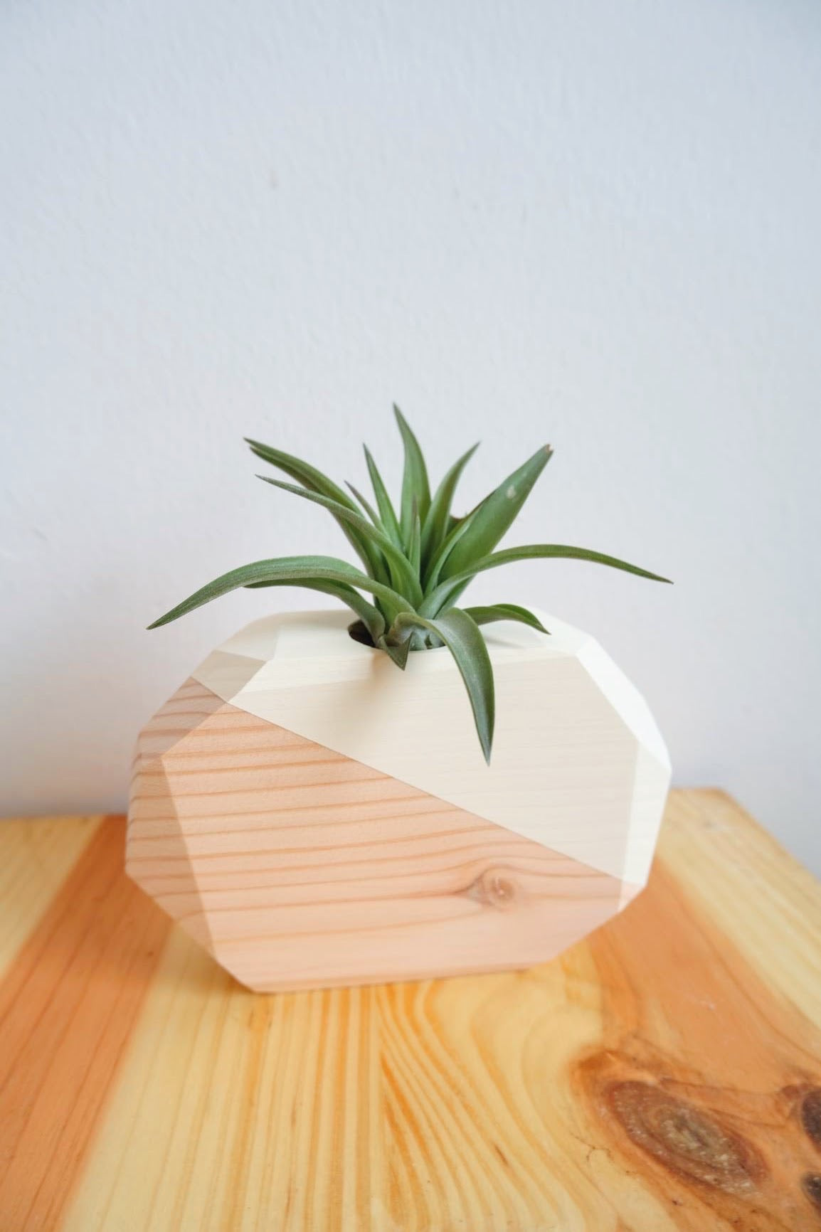 Wooden Geo Air Plant Holder (Plant Included)