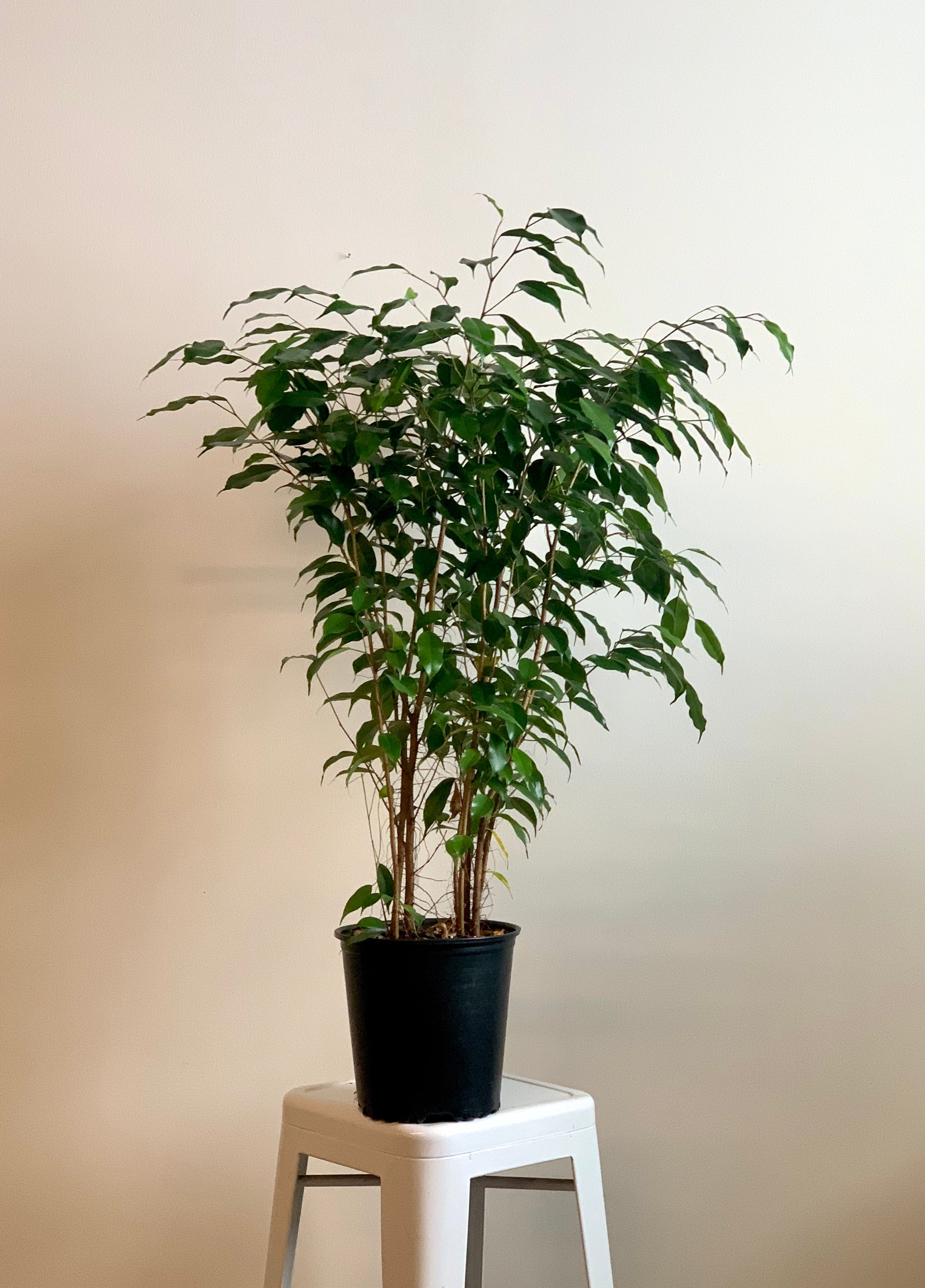 Ficus - Benji