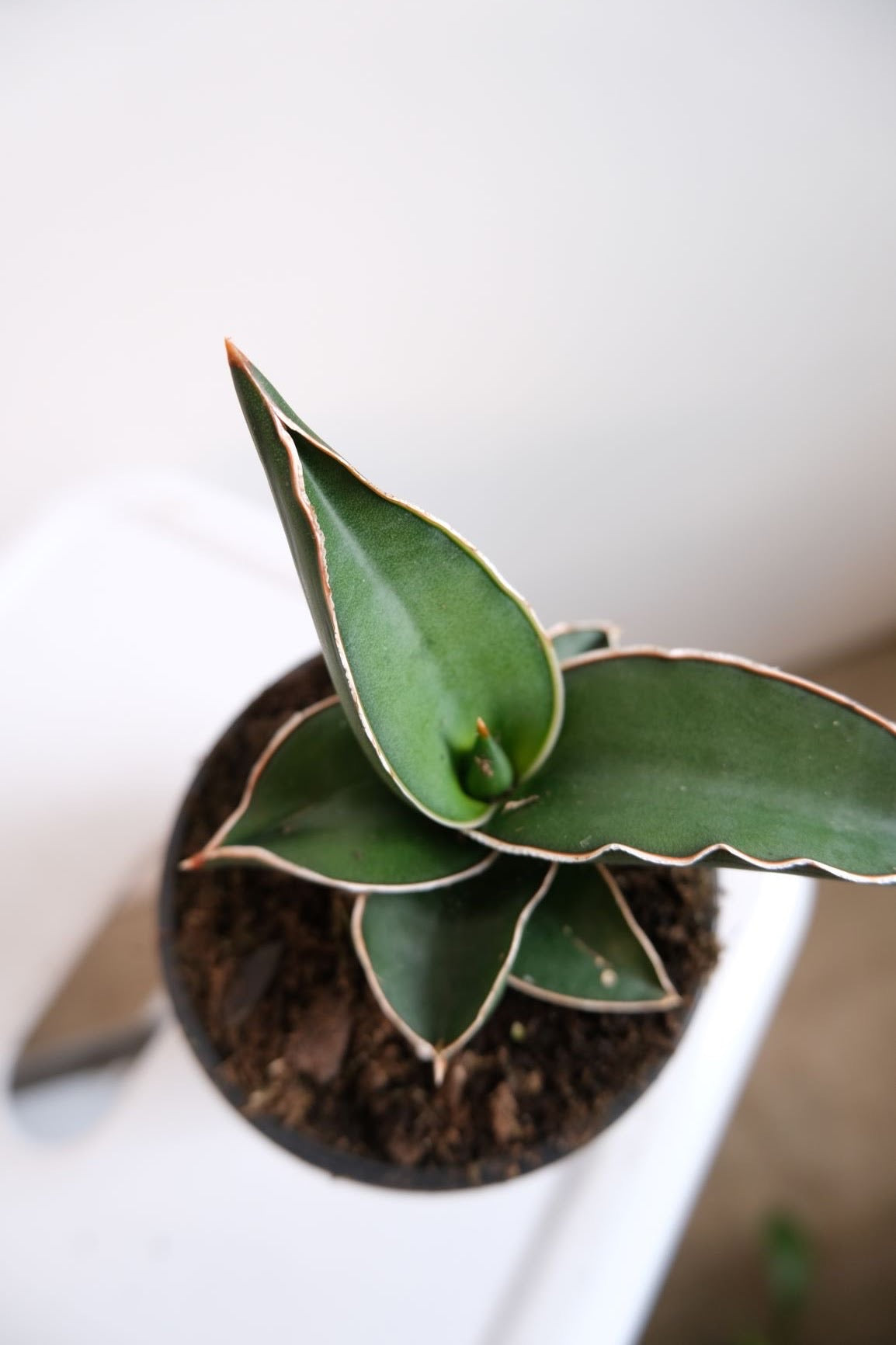 Sansevieria - Samurai