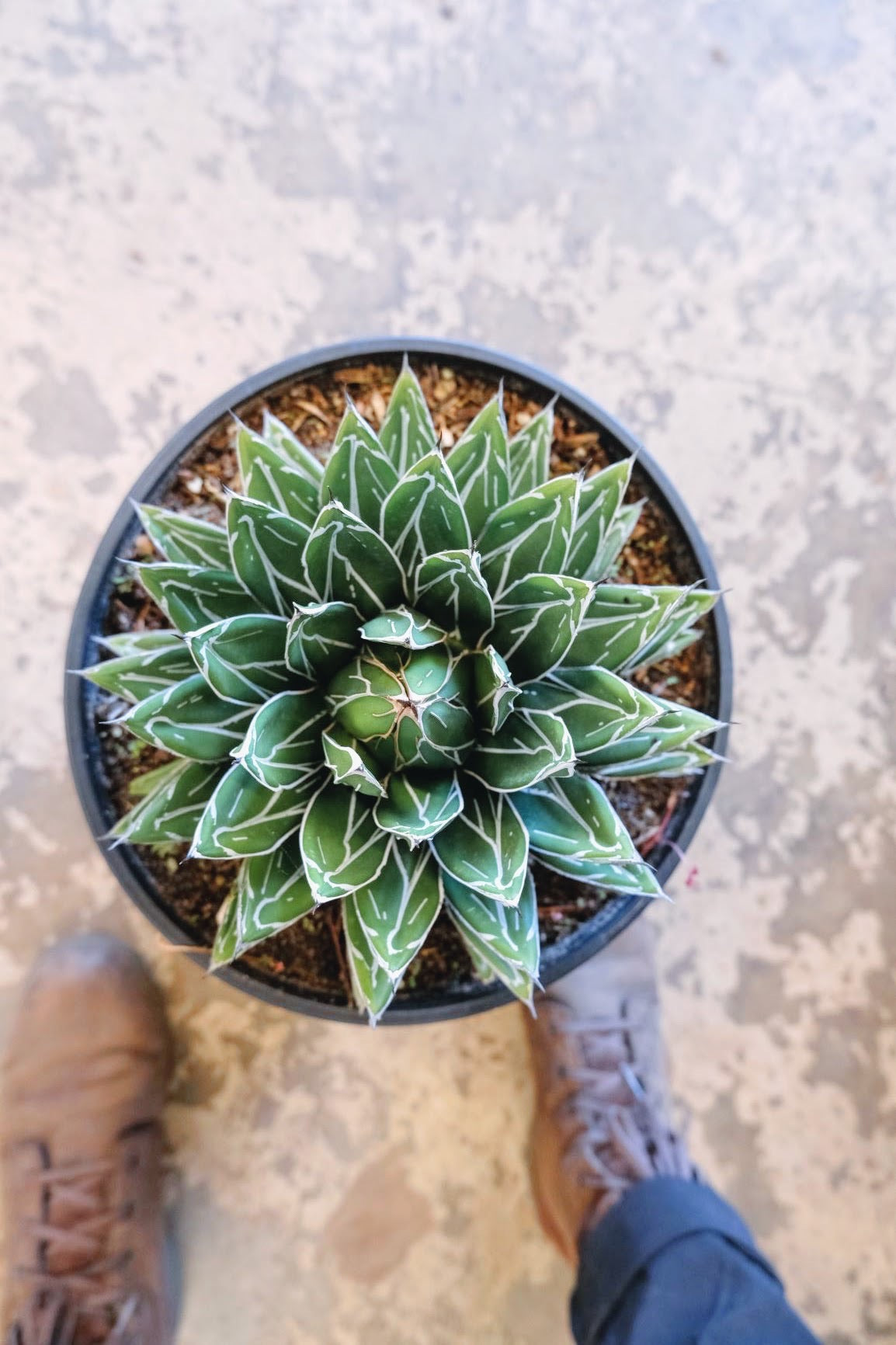 Agave 'Victorian Porcupine'