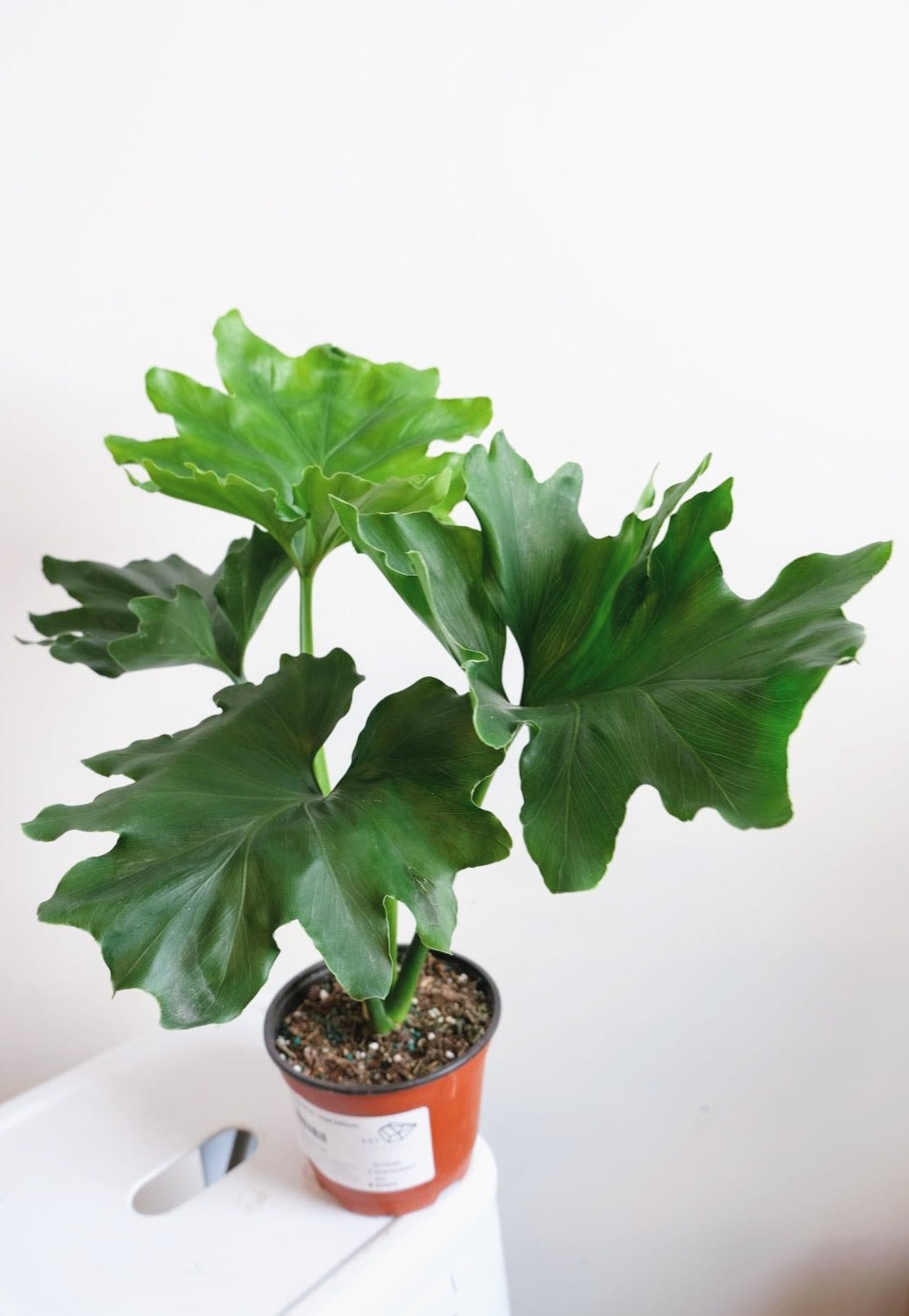 Philodendron - Hope Selloum