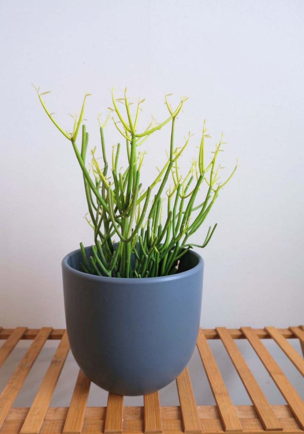 Peach & Pebble Egg Planter