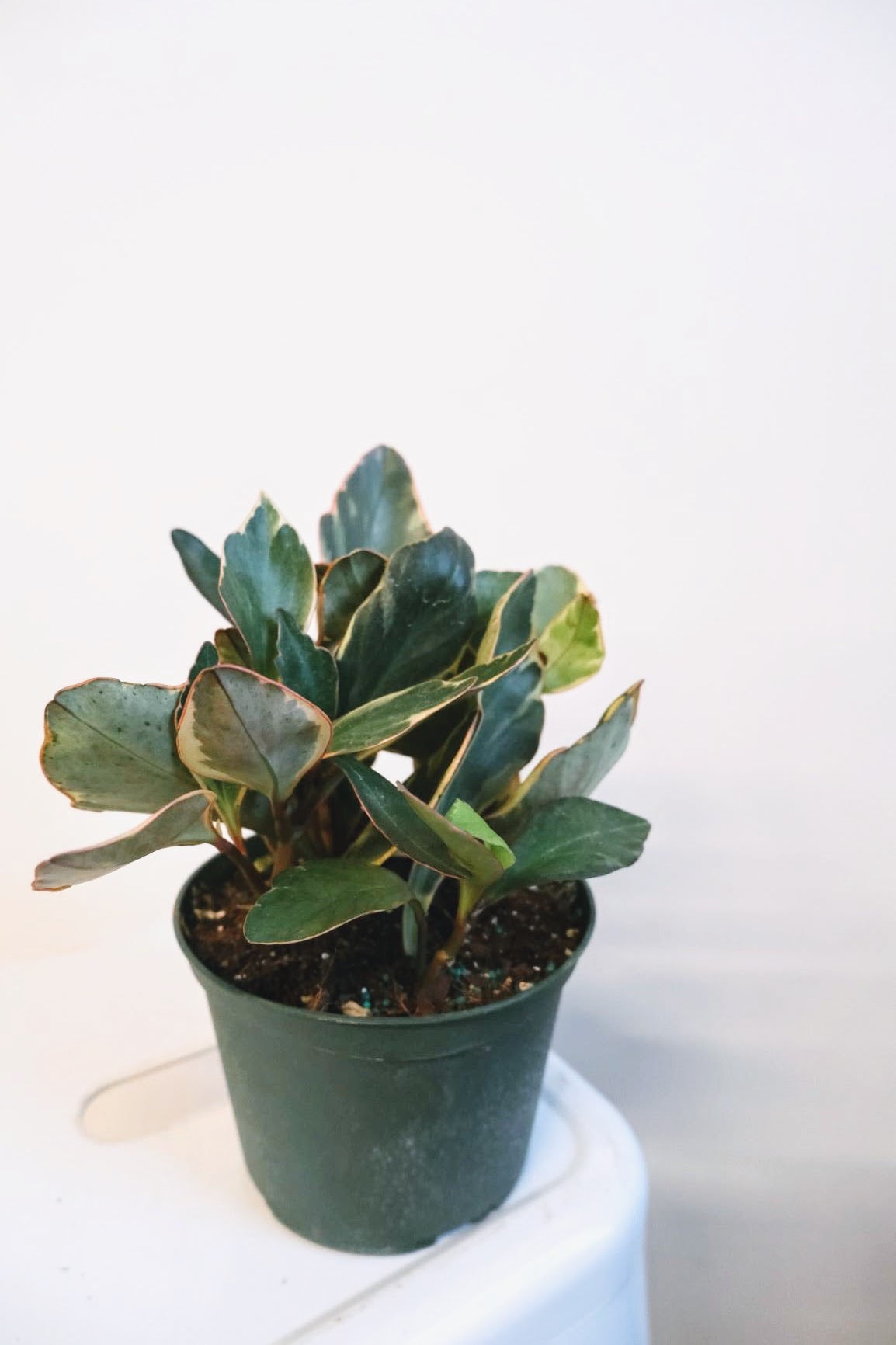 Peperomia Jelly (Clusiifolia)
