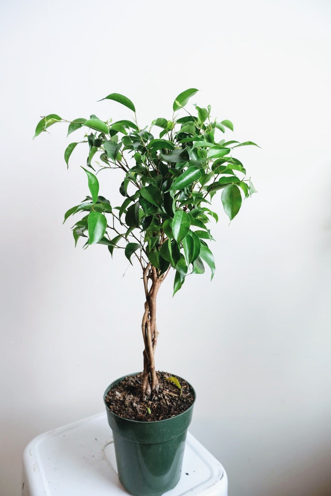 Ficus - Benji