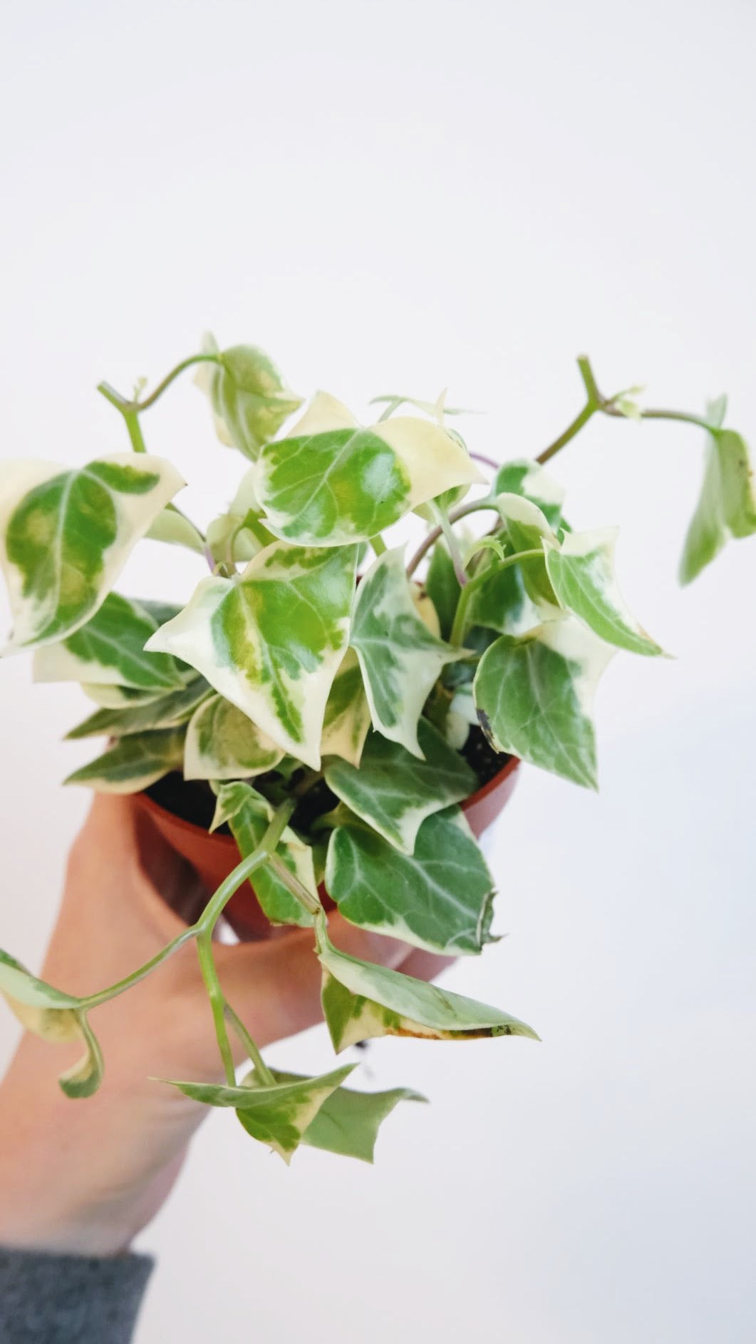 Variegated Wax Ivy (Senecio macroglossus ‘Variegatus’)