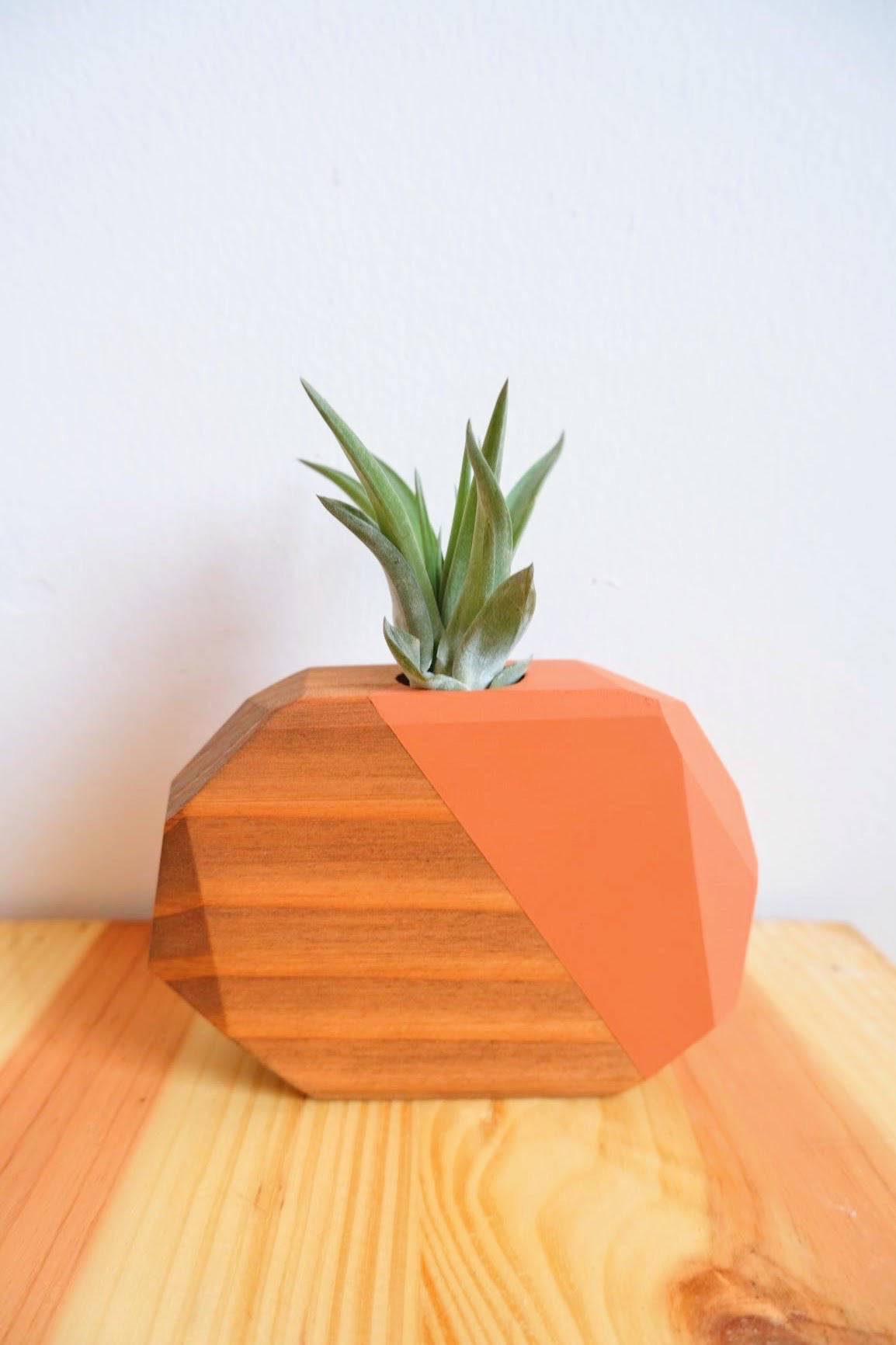 Wooden Geo Air Plant Holder (Plant Included)