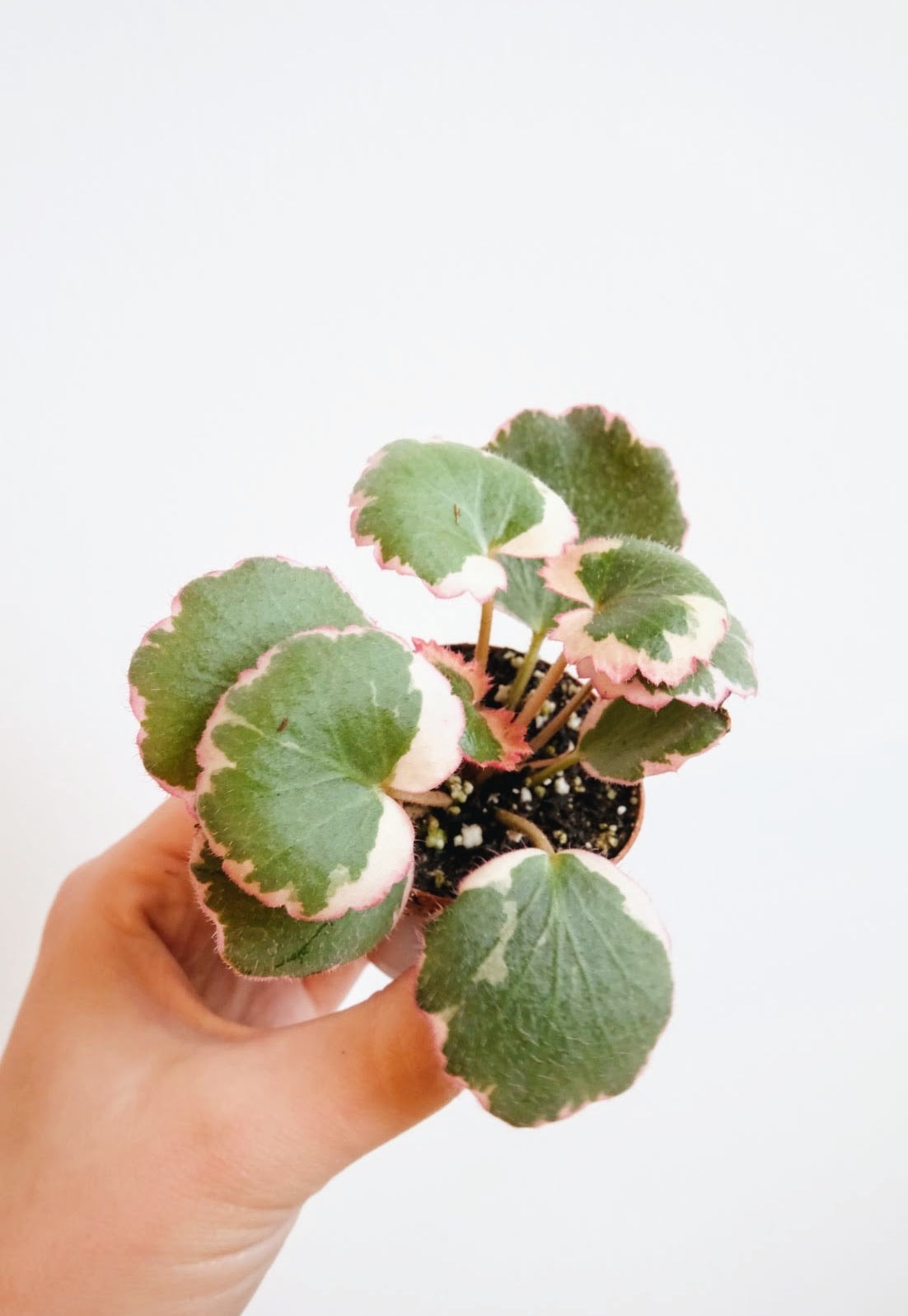 Strawberry Begonia